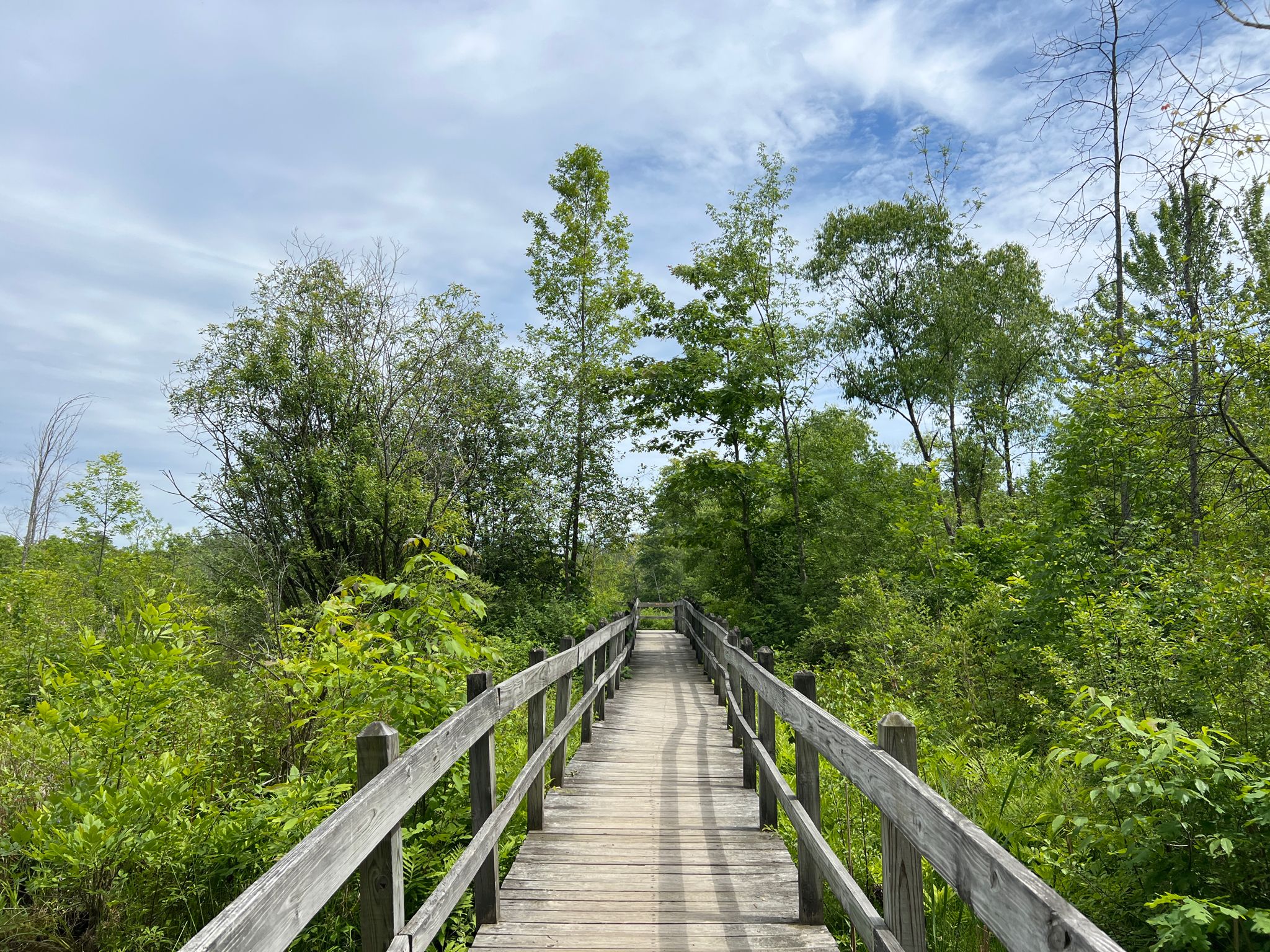 Straight wooden boardwalk through dense green forest under a bright sky. - Wilson Trail, Sapsucker Woods – Boardwalk to the Pond loop from Northeast Ithaca