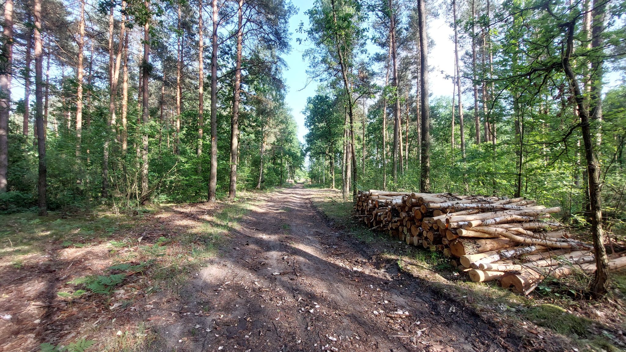 końcówka trasy po lesie