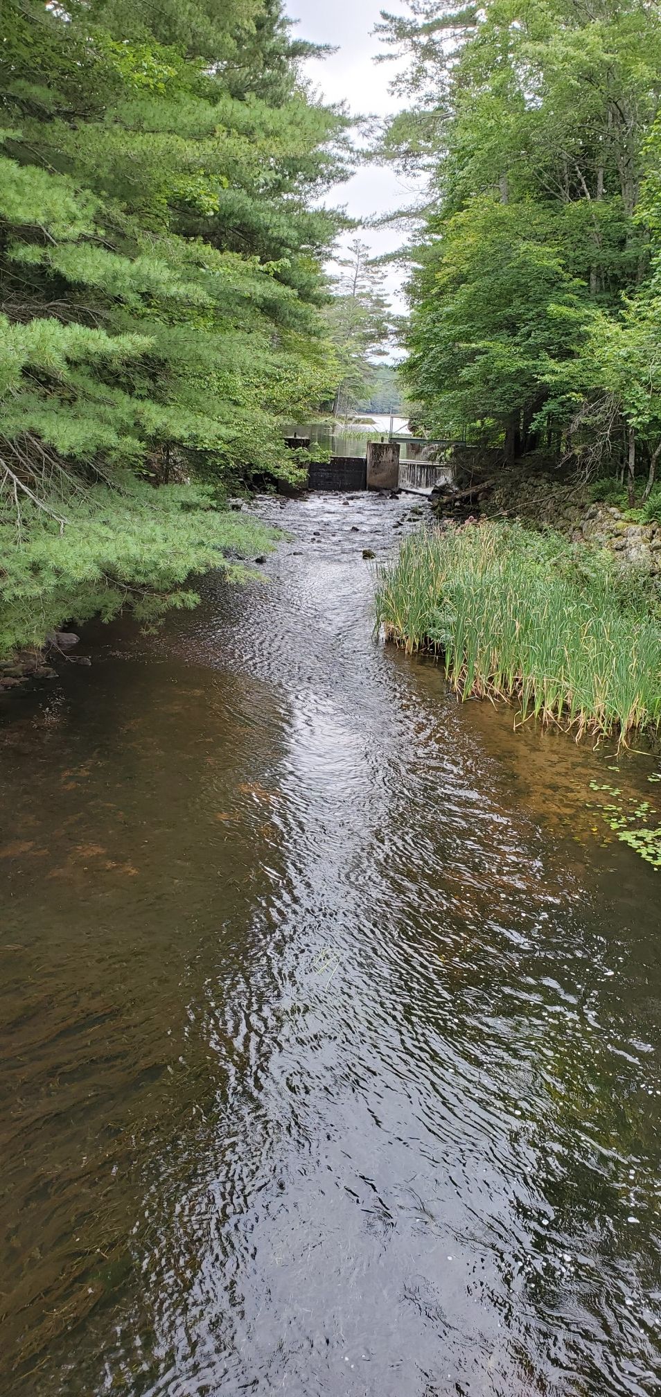 A narrow river flows through a lush green forest with a distant dam. - Saint Regis Mountain Trail