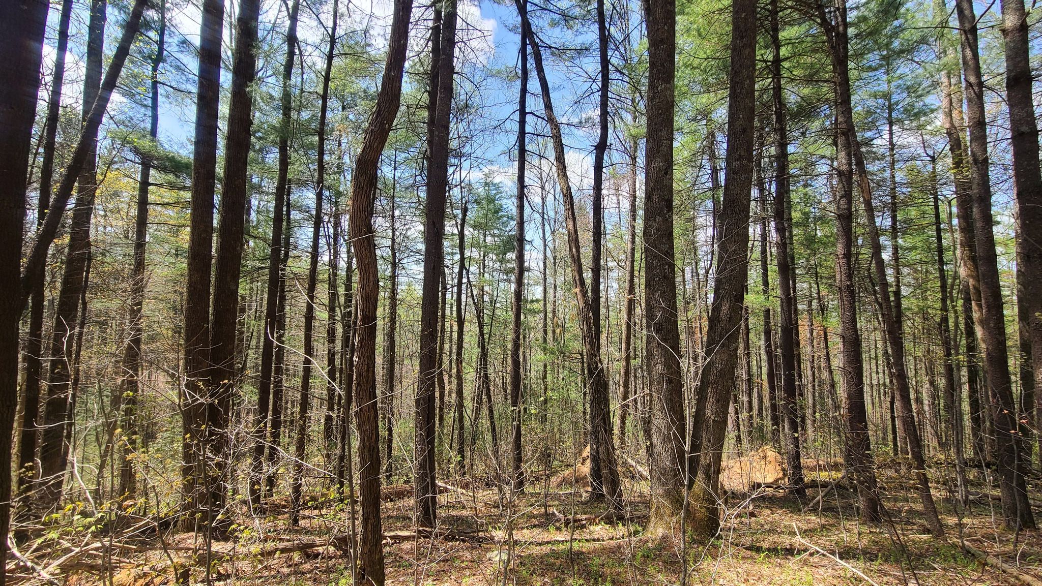 Tall pine trees stand in a sunlit forest under a bright blue sky. - James E. Edmonds Backcountry Trail
