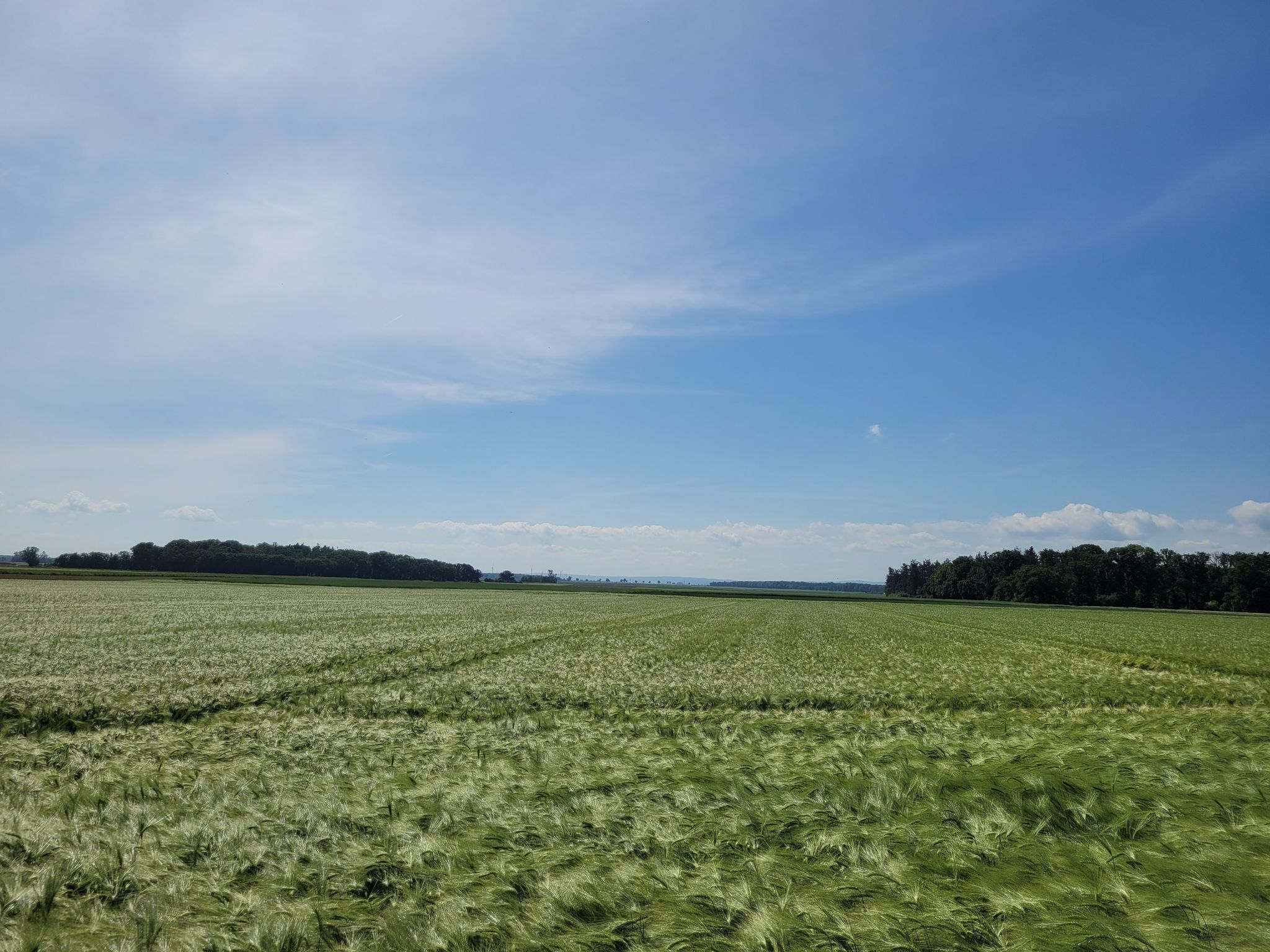 Grün soweit das Auge reicht
