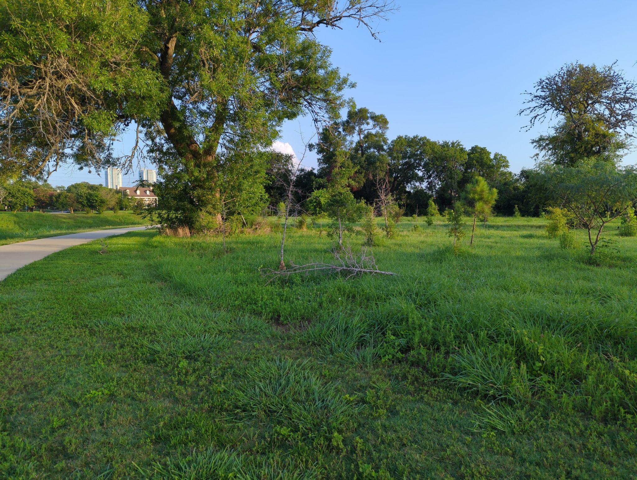A wide, open grassy field with large trees under a clear blue sky. - Brays Bayou Greenway – Urban Forest loop from Smith Lands