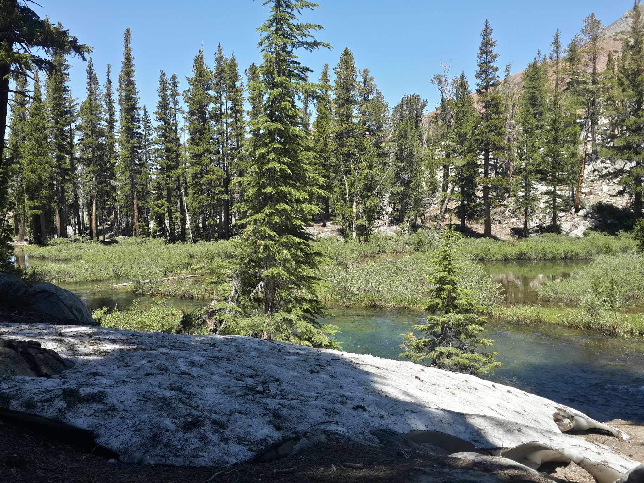 A patch of snow next to a stream, surrounded by tall pine trees. - Skelton Lake Trail
