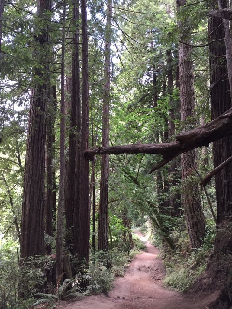 Winding dirt path through a shaded forest of towering trees. - Tillman Grove – Wooden Bridge Over Aptos Creek loop from Seacliff State Beach