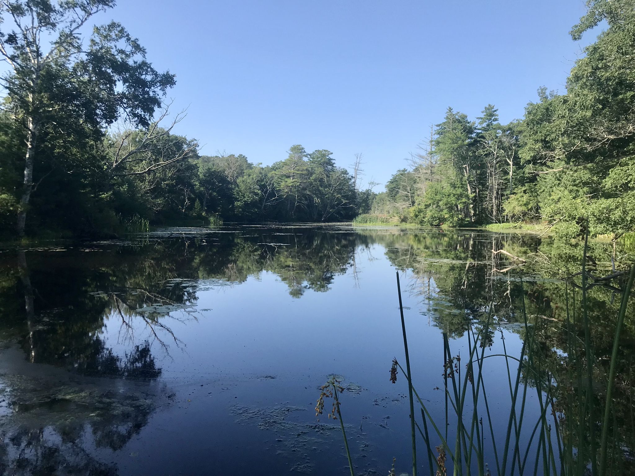 Calm water reflecting lush green trees under a clear blue sky. - Runaway Farm – Robinson Woods loop from Cape Elizabeth