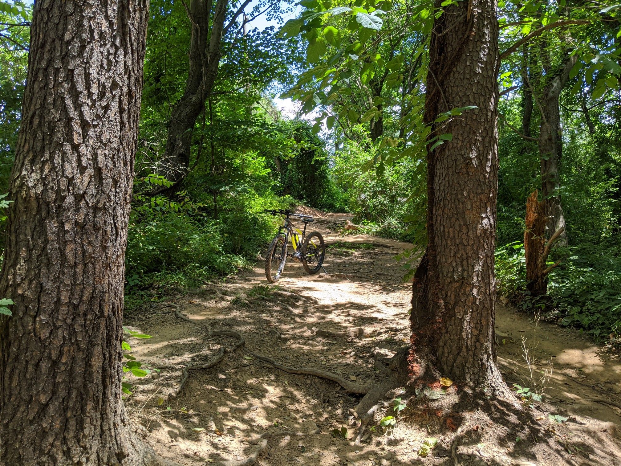 Yellow mountain bike parked on a sun-dappled dirt trail in a forest. - Turquoise Trail Crossing – Lake Fairfax Park Trail System loop from Glade Recreation Area