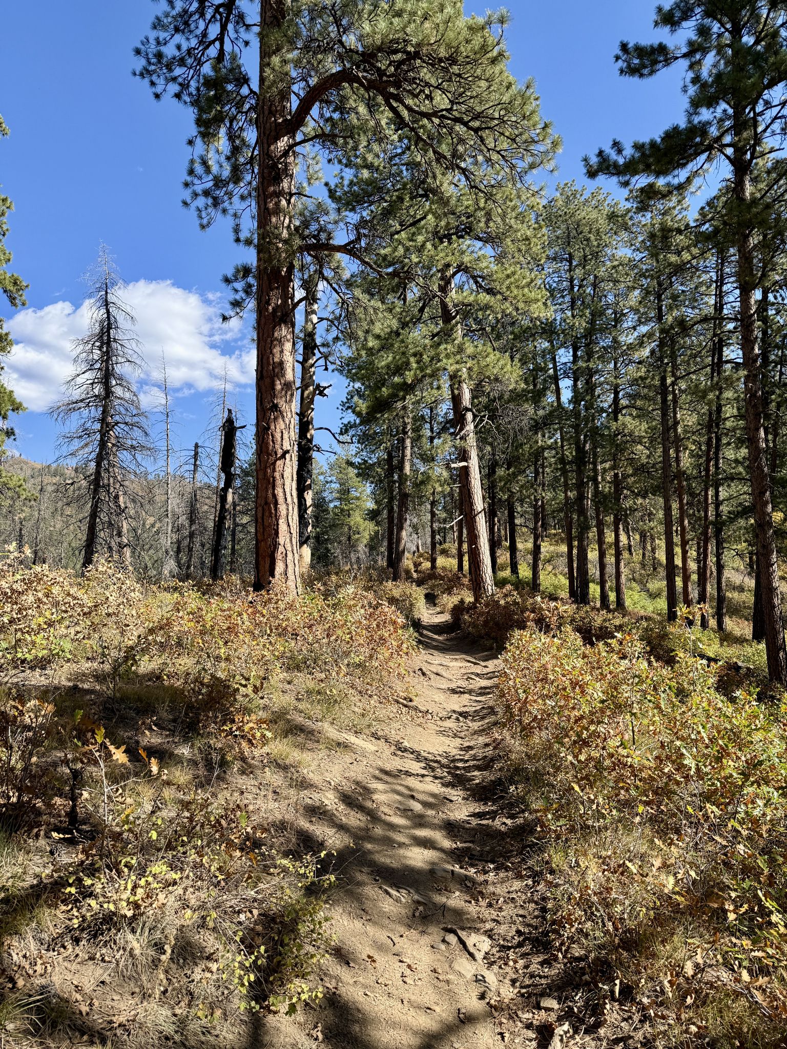 Shady dirt path through a pine forest with sunlit undergrowth, bright sky. - Jones Creek Trail – Lower Hermosa Creek Trailhead loop from Lower Hermosa Campground