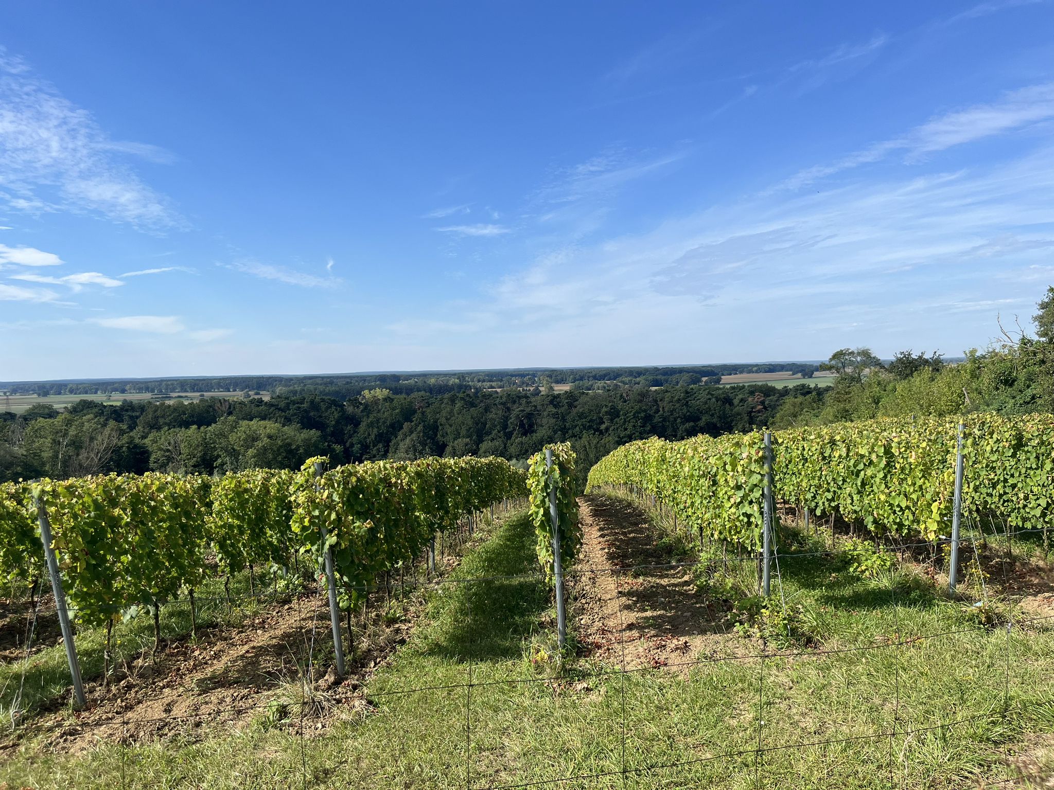 Weinberge