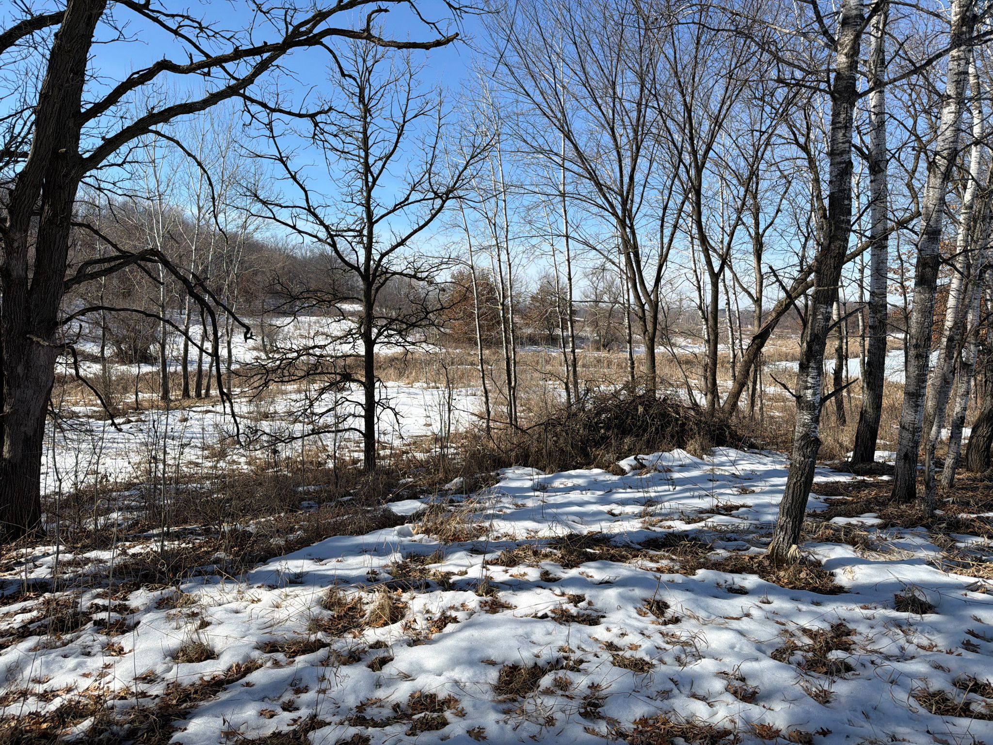 Snowy forest floor with bare trees and patches of sunlight on a clear day. - Lake Elmo Park Bike Path – Eagle Point Lake loop from Oakdale