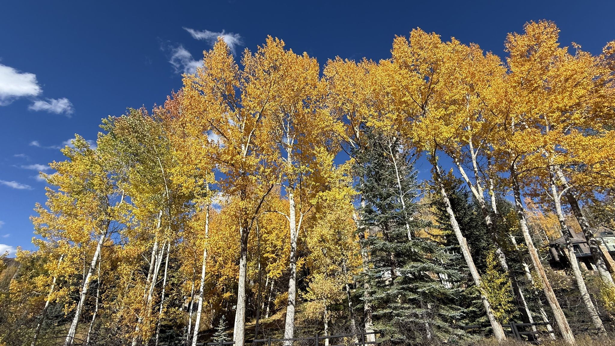 Vibrant yellow aspen trees stand tall against a clear blue sky. - Rio Grande and Ruedi Reservoir Loop