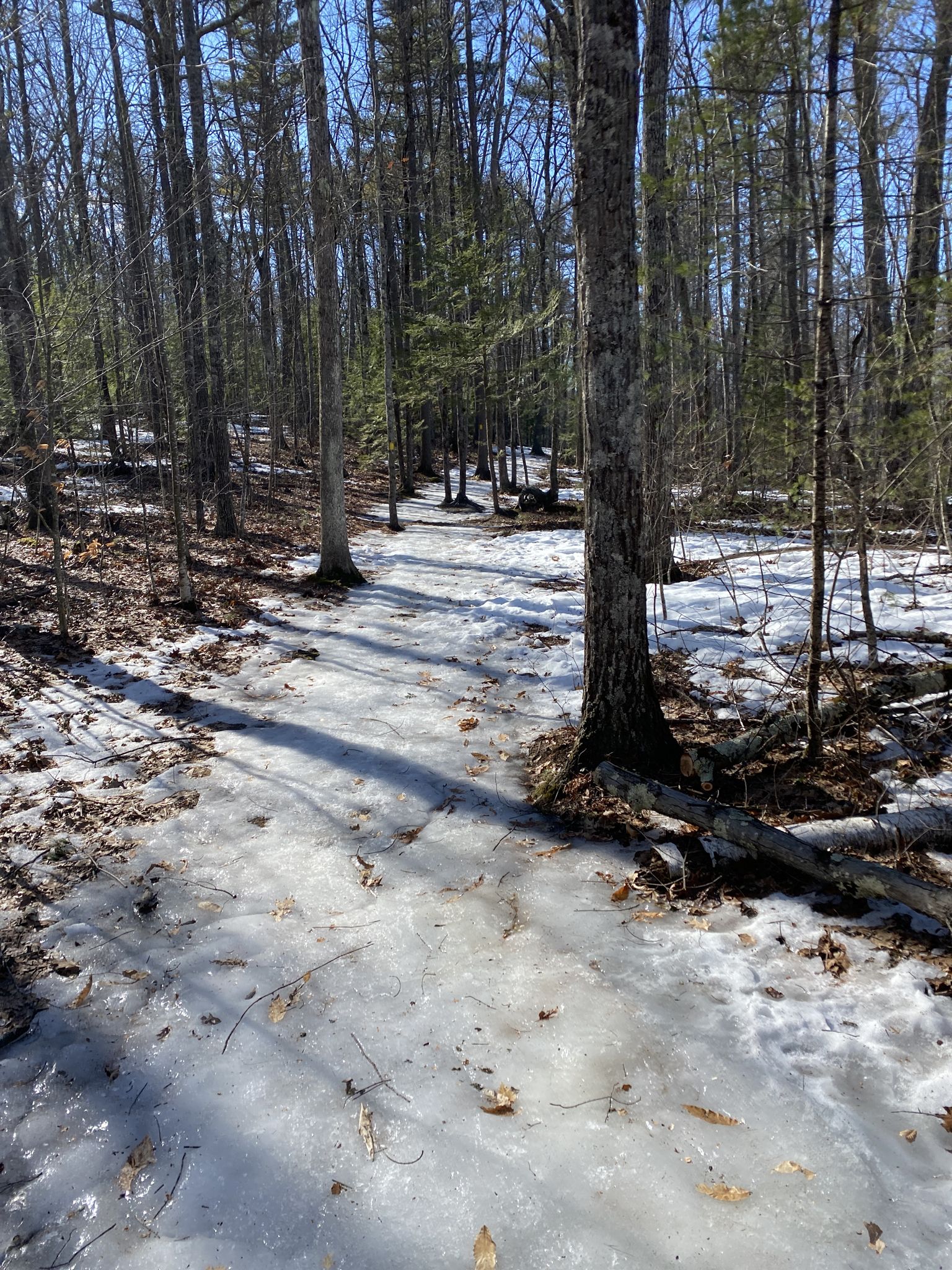 Icy path winding through a sunlit forest with bare trees and patches of snow. - Oak Hill Tower Trail Loop
