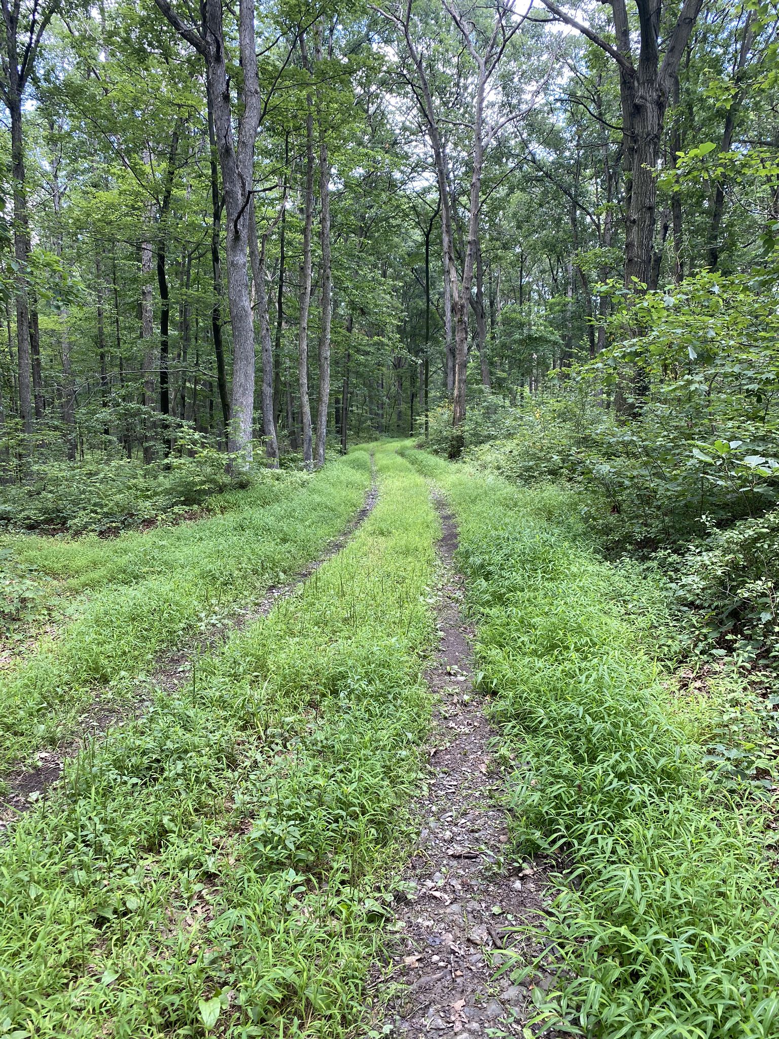 Luke’s Trail