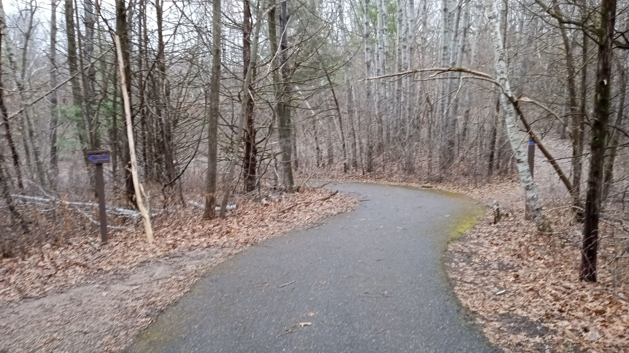 Paved path winds through a bare forest with fallen leaves on an overcast day. - Kinnickinnic Green, Purple, and Yellow Loop