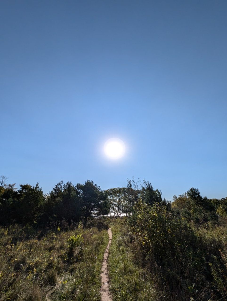 Sunny dirt path through tall grass and trees under a clear blue sky. - Grant Park Beach – Viewpoint loop from Cudahy