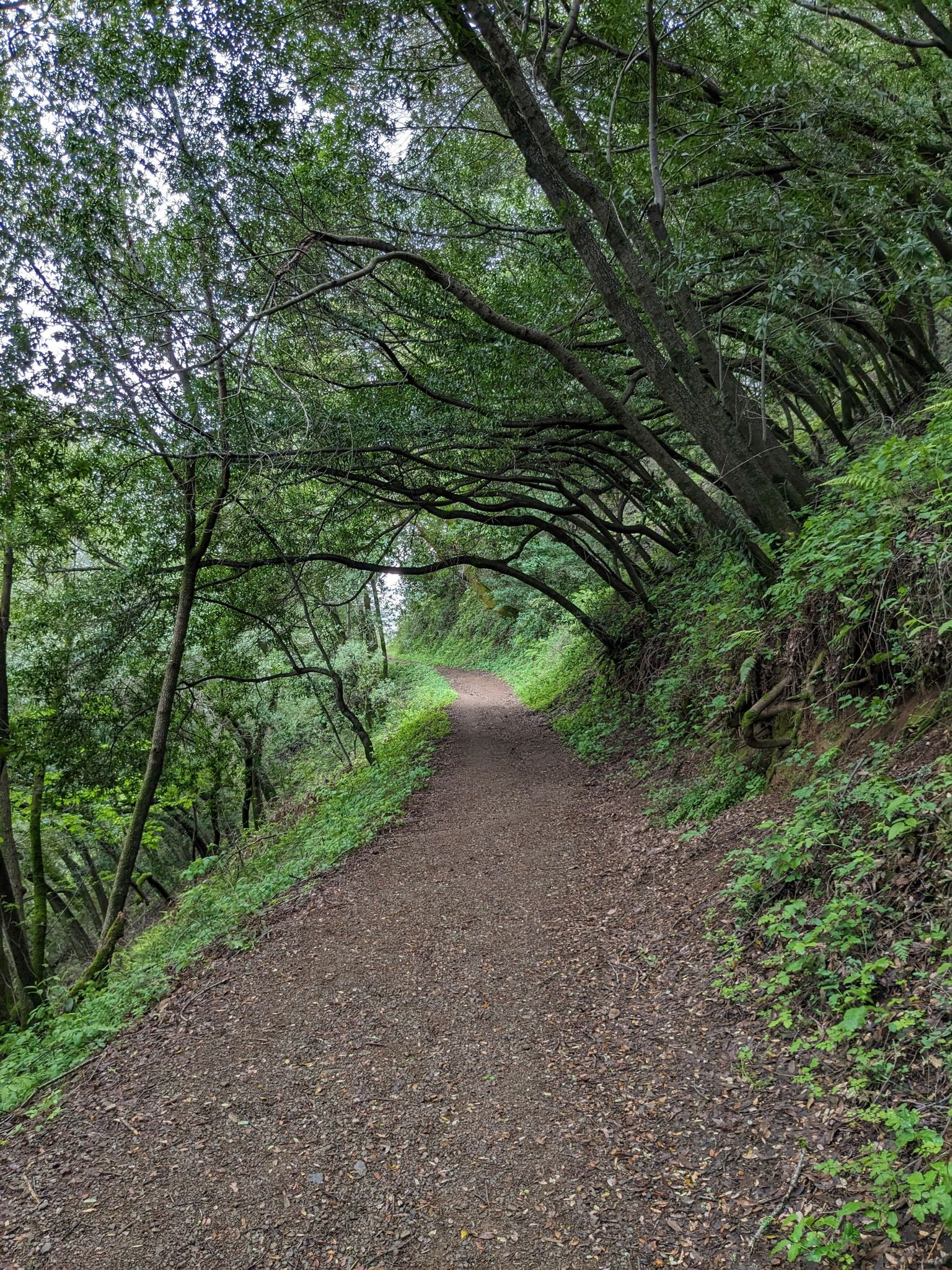 A shaded dirt path under an archway of green tree branches. - Limekiln Trail – Sierra Azul Open Space loop from Lexington Reservoir County Park