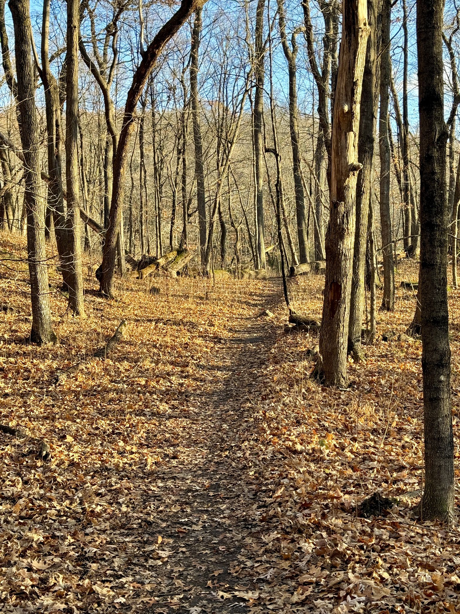 Dirt path through a sunlit forest with bare trees and fallen brown leaves. - Wood-Rill Scientific and Natural Area loop