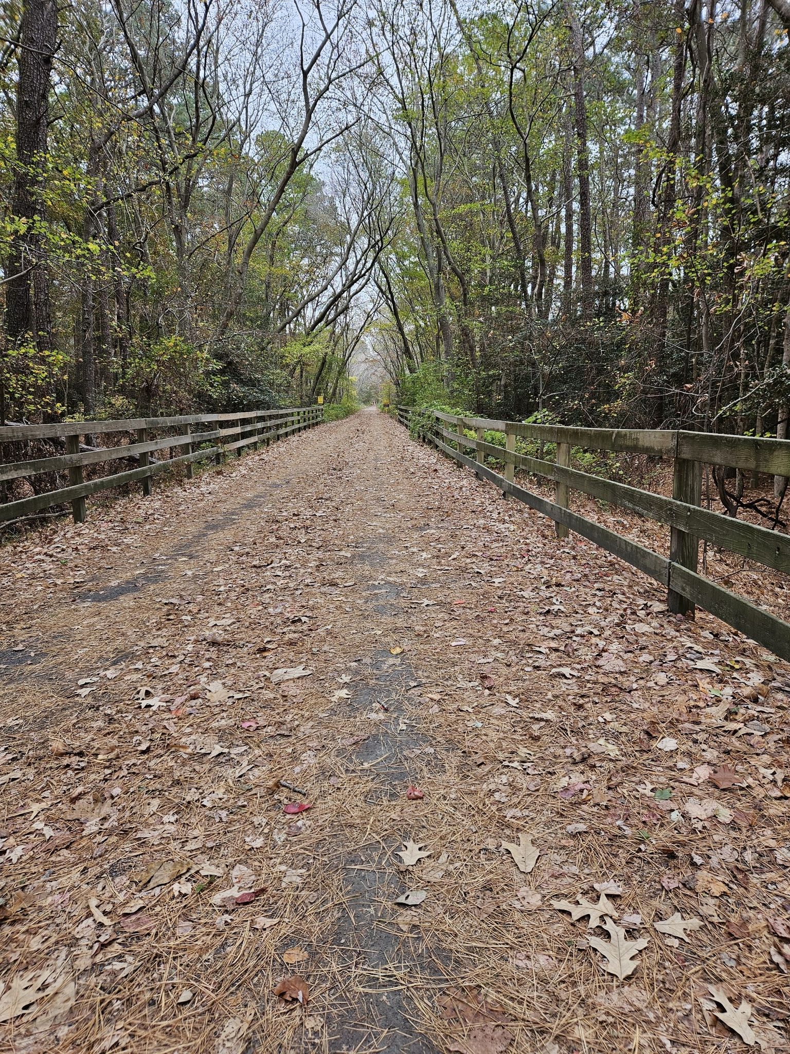 Leaf-covered path with wooden fences through a bare forest. - Georgetown-Lewes Trail loop from AmericInn Lodge & Suites Rehoboth Beach