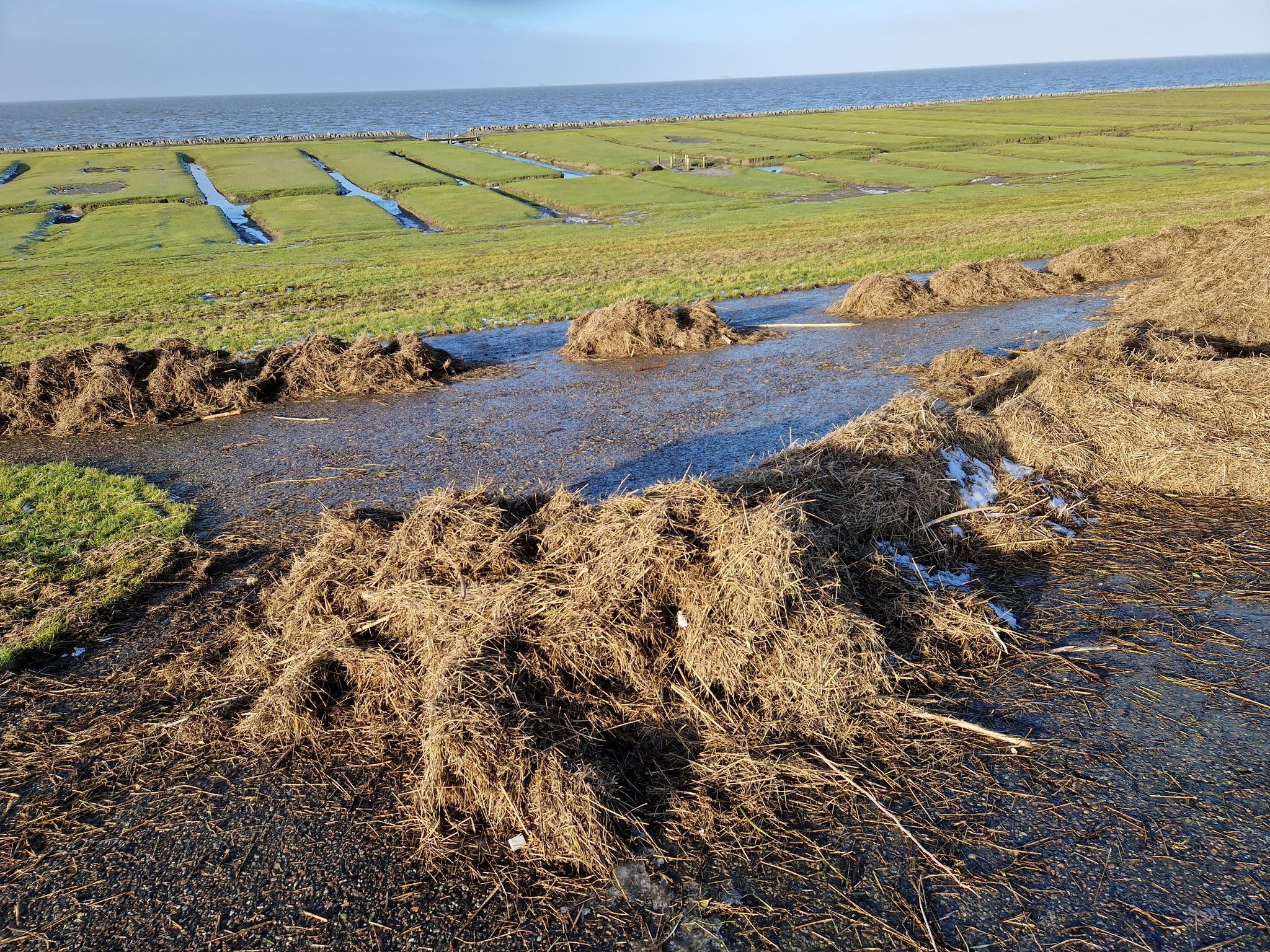 Seegras versperrt den Weg.