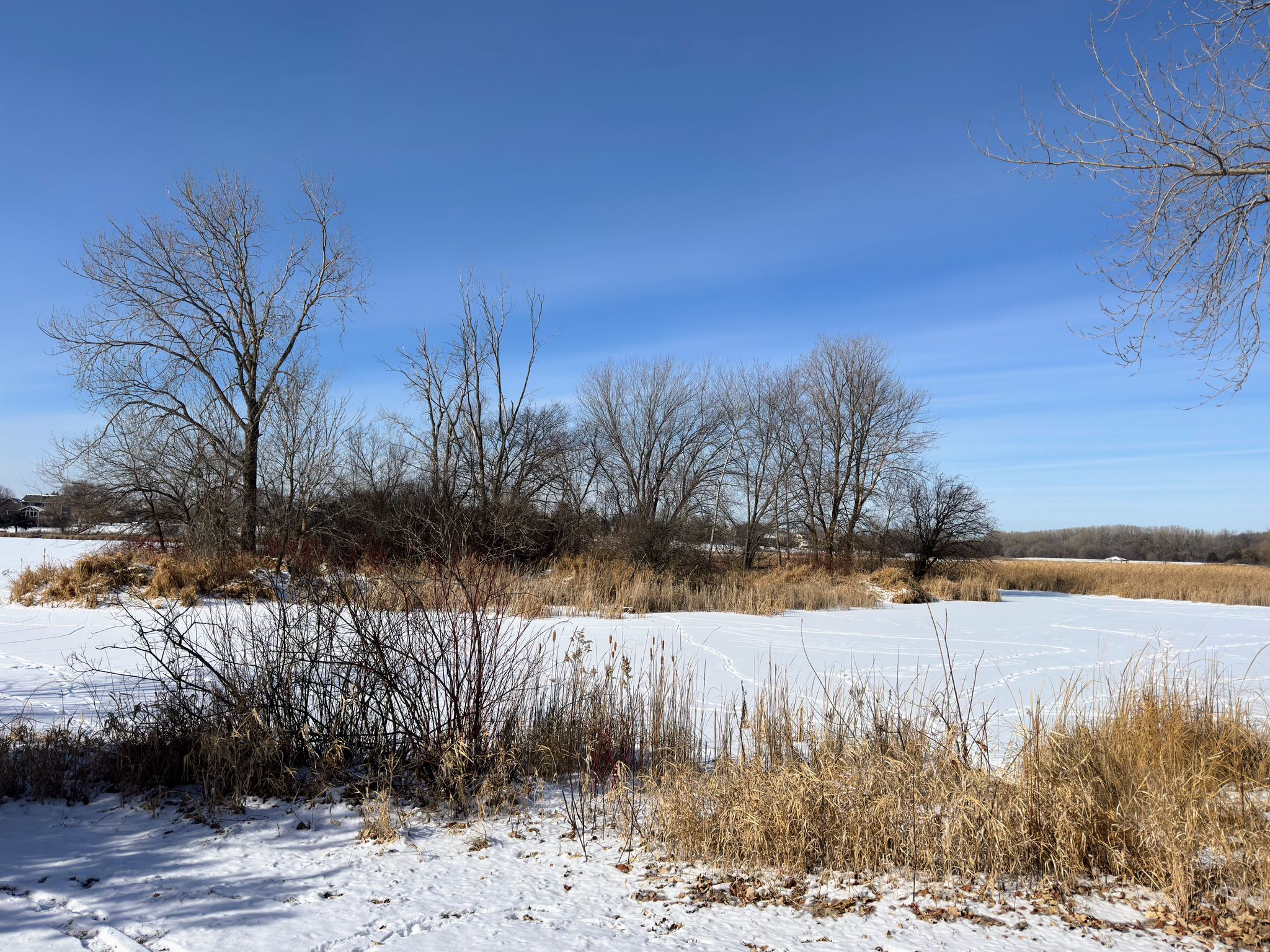 Frozen pond surrounded by bare trees and dry reeds under a clear blue sky. - Sunset Pond