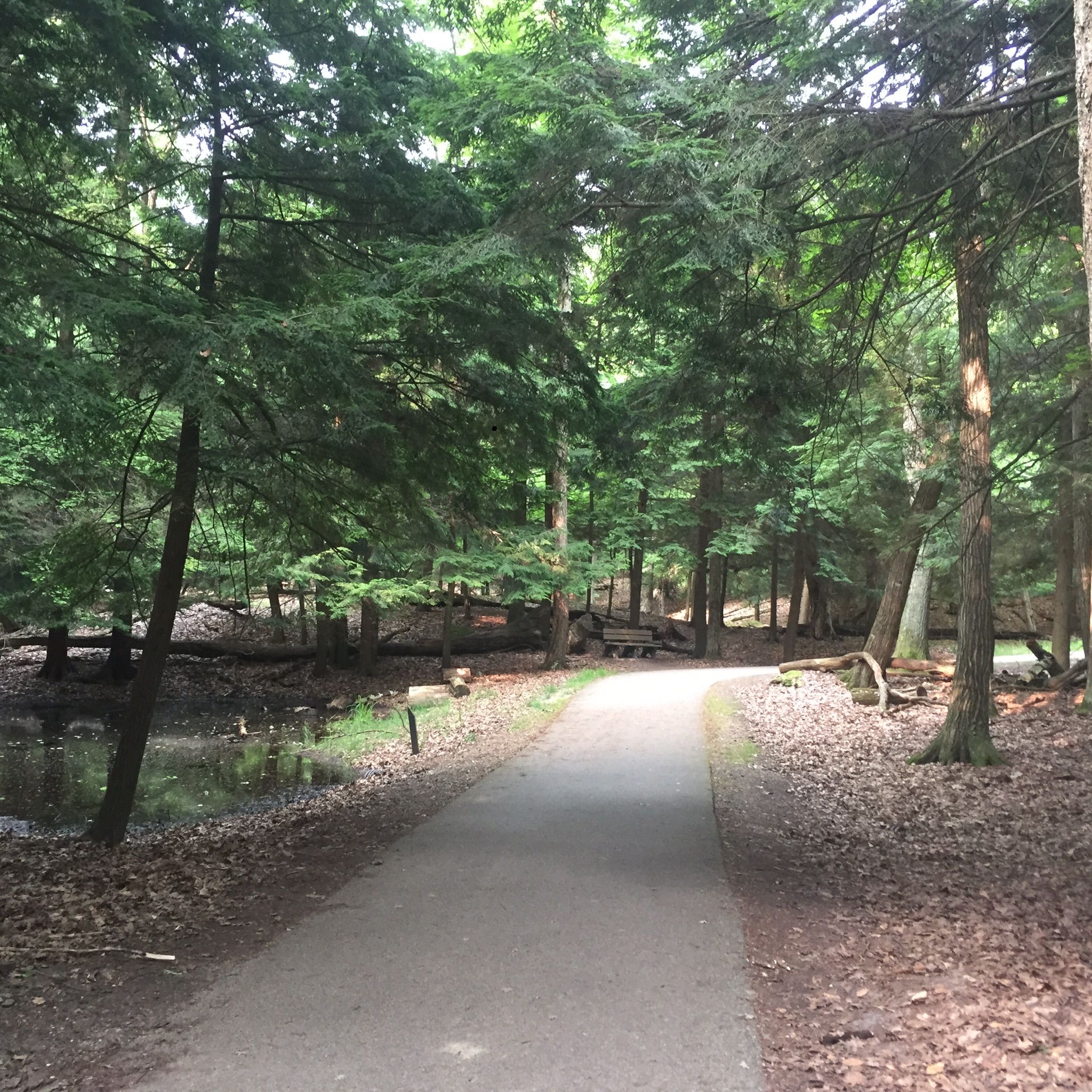 Paved path through a dense green forest with dappled sunlight. - Ludington State Park – Big Sable Point Lighthouse loop from Ludington State Park