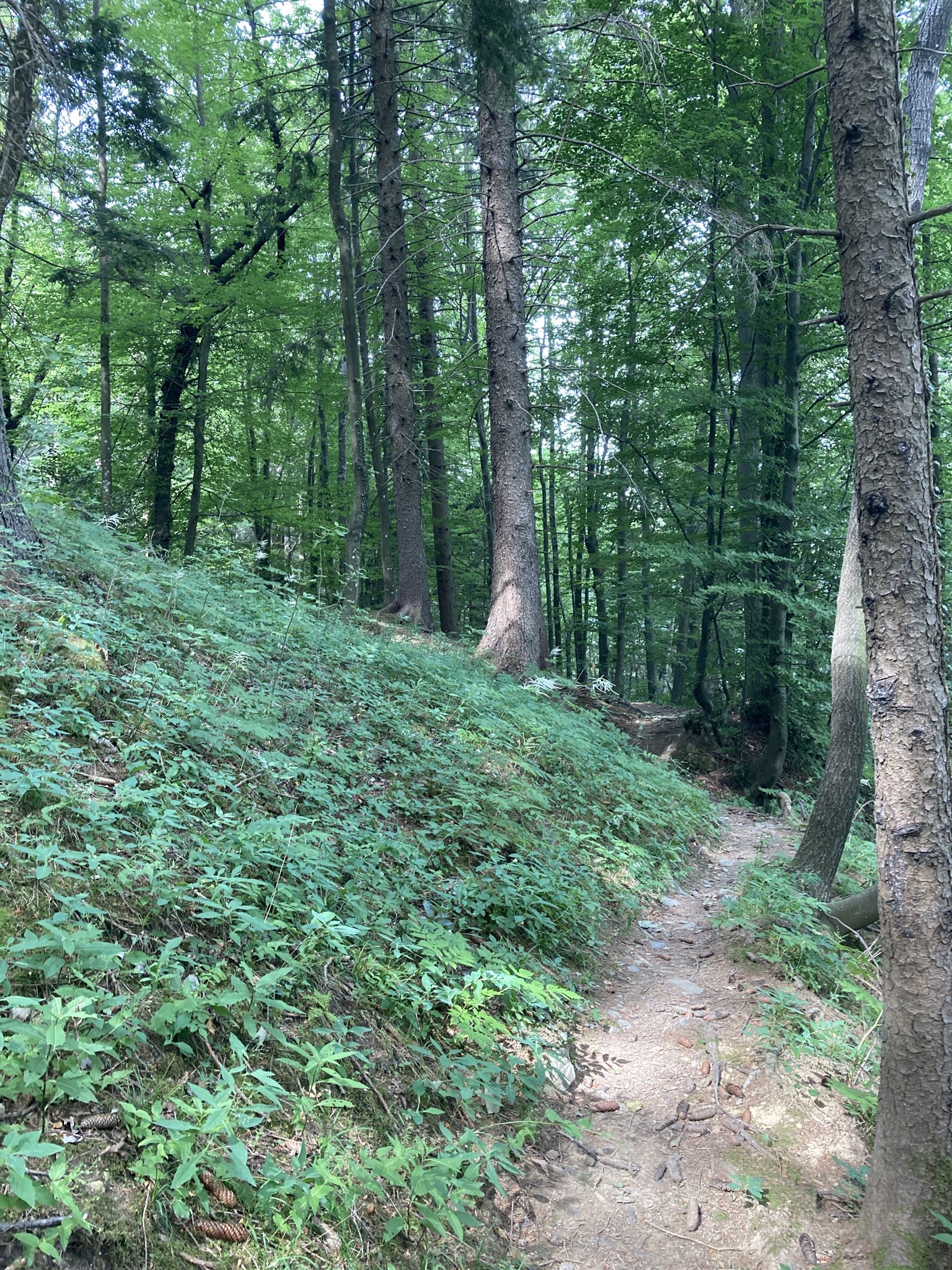 Si prosegue nel bosco