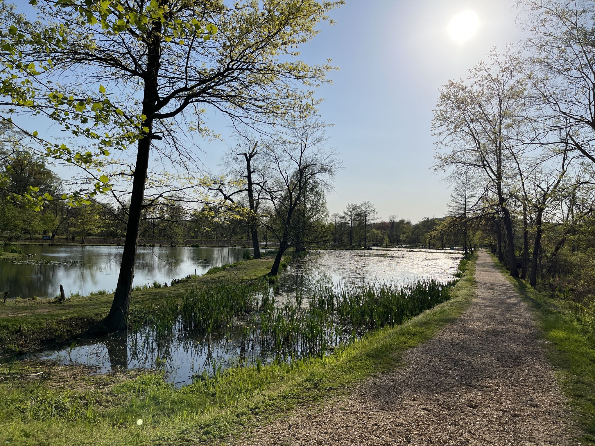 A sunny path next to a tranquil lake with trees and reeds, bright sky. - Kenilworth Aquatic Gardens loop from Kenilworth