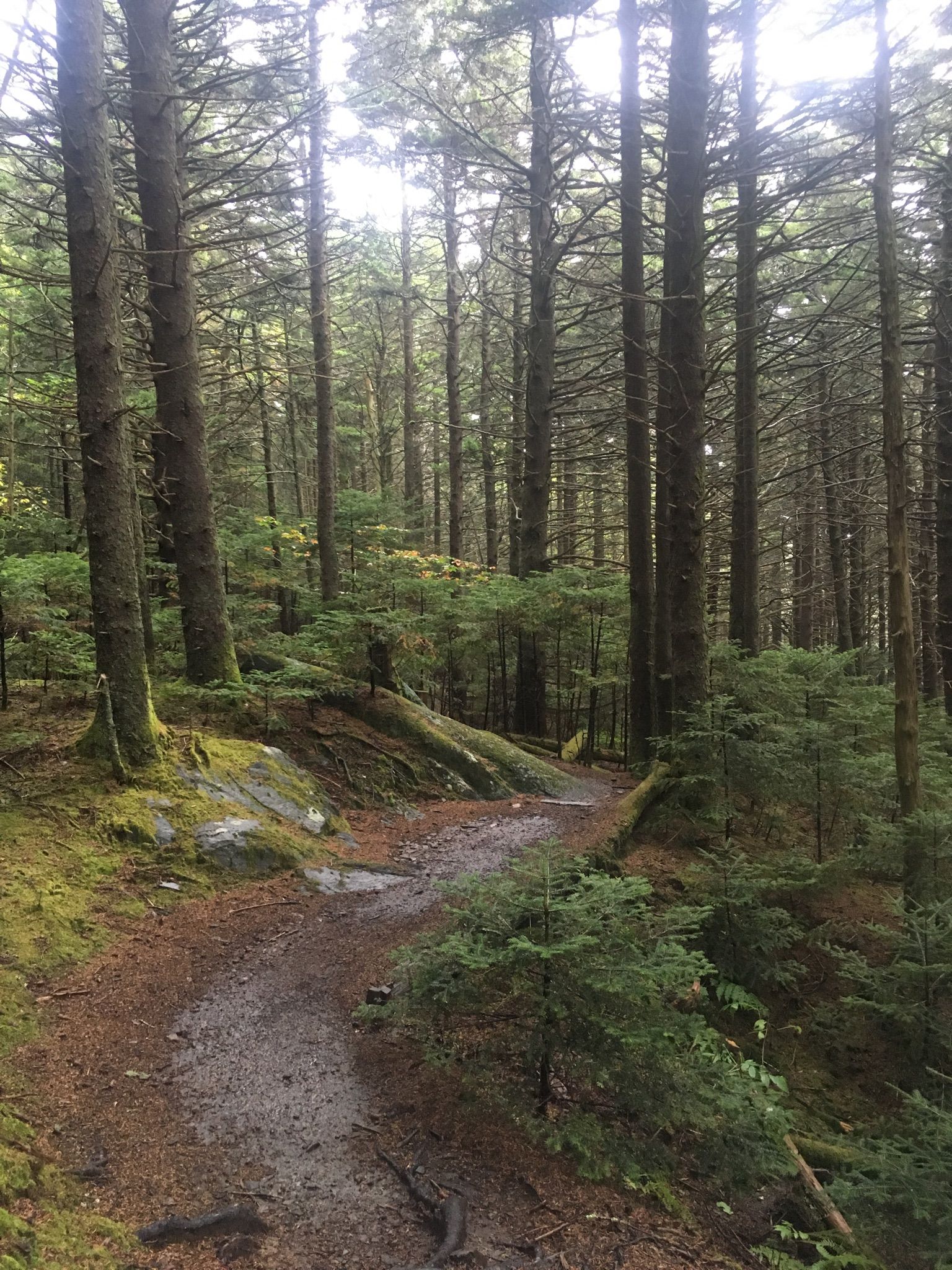 Winding dirt path through a dense, mossy evergreen forest under overcast skies. - Roan High Knob via Appalachian Trail