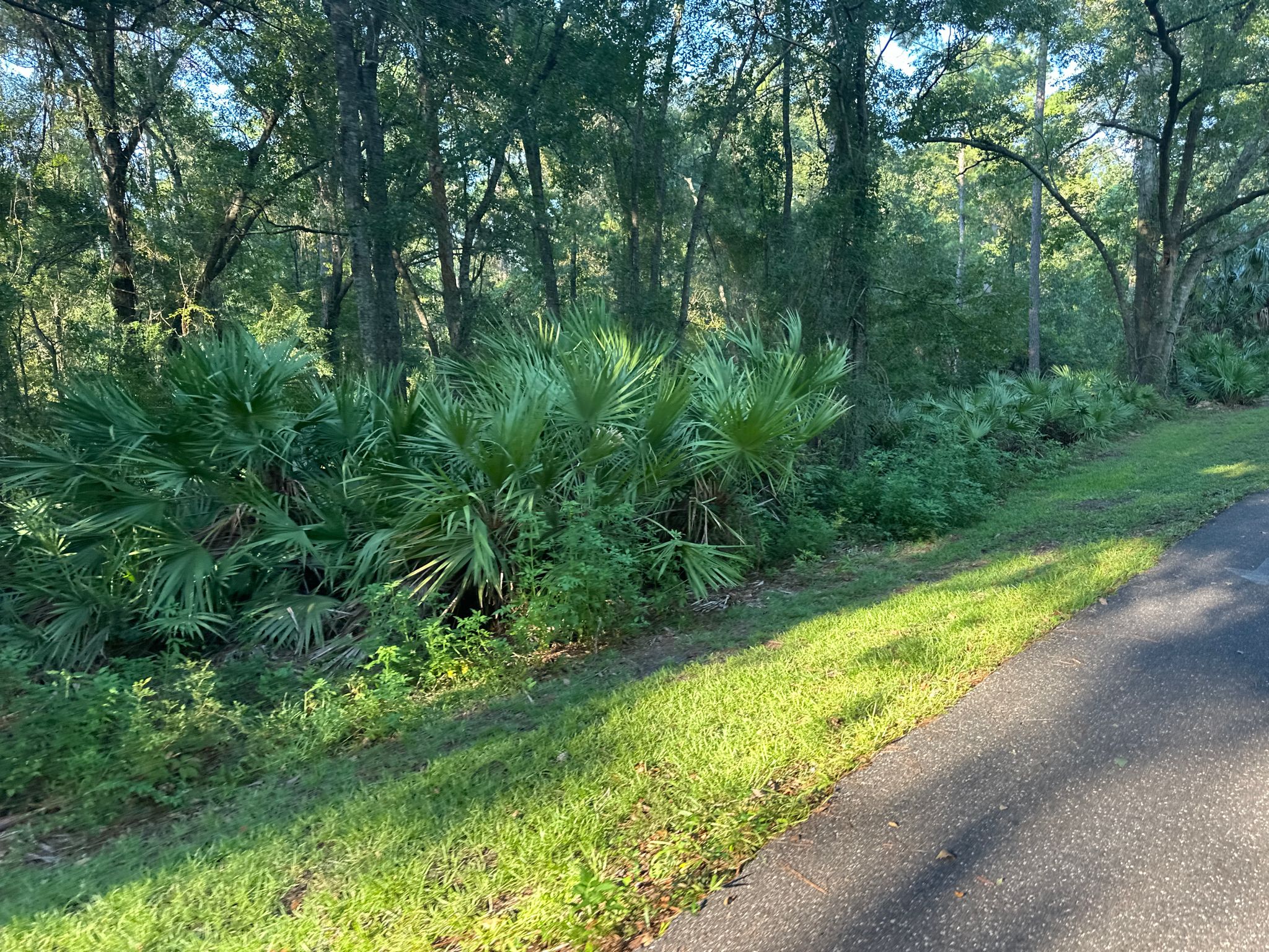 Paved path edge next to vibrant green palmetto plants and sunlit grass. - Jax Beach Pier to Big Gum Swamp Wilderness loop