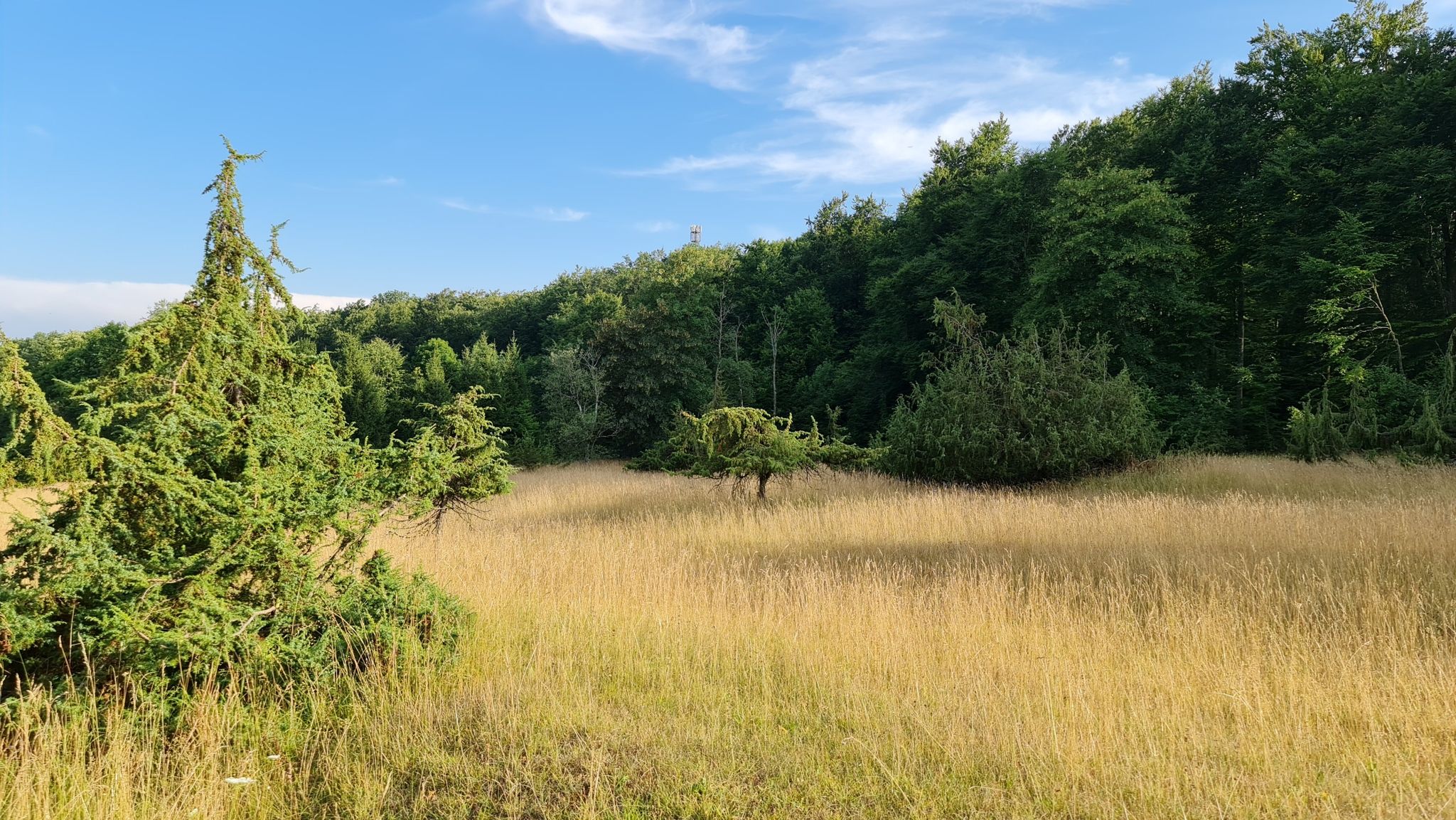 Wacholderheide