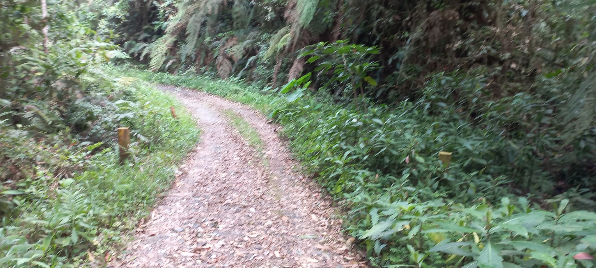 Primera quebradita. Ya caminamos por aquí.