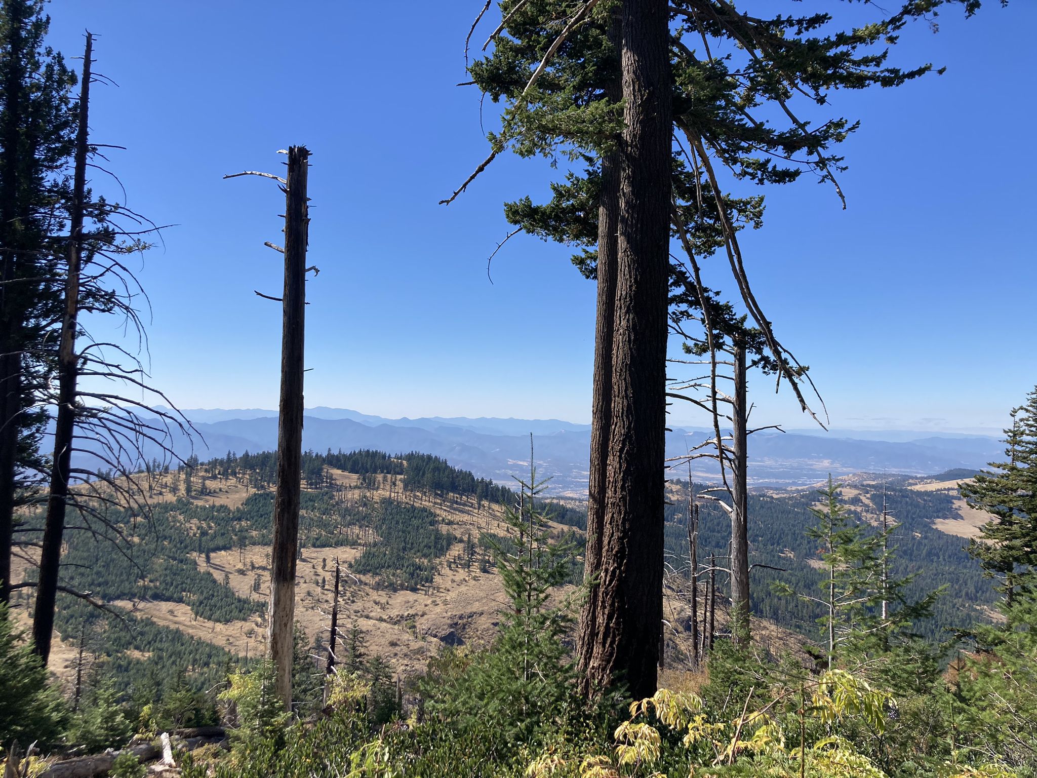 Tall pine trees and dead trunks overlook a sunny, forested valley with distant mountains. - Grizzly Peak Loop Trail