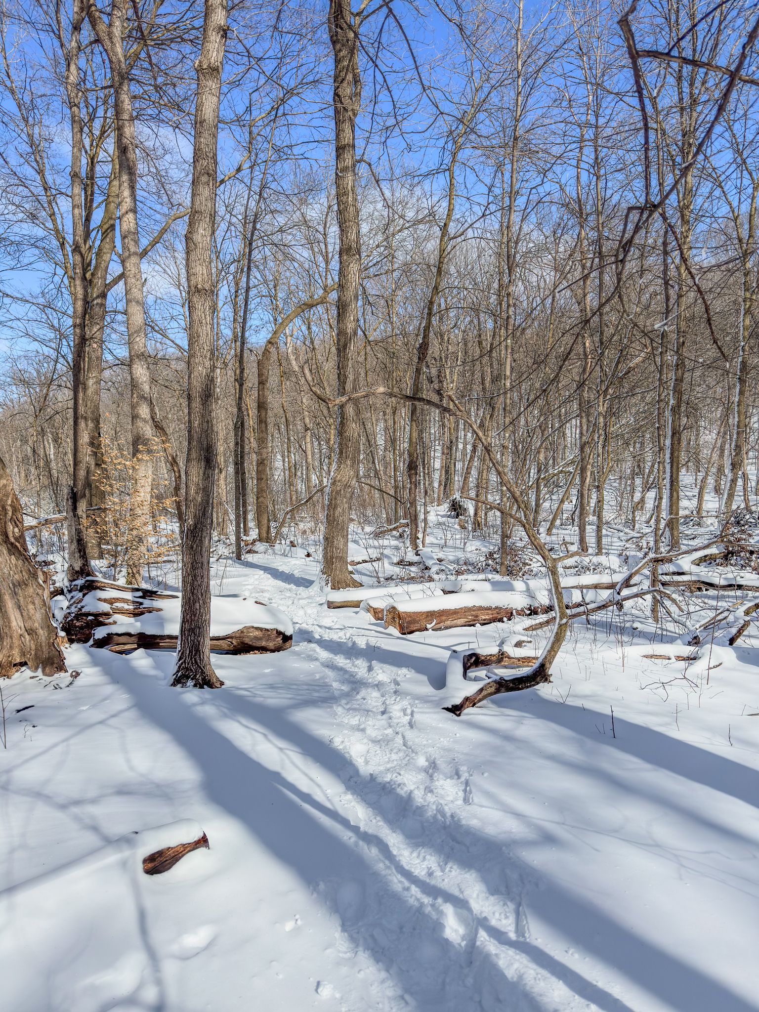 Snowy forest with bare trees, footprints, and long shadows. - Bederwood Park loop from Long Lake