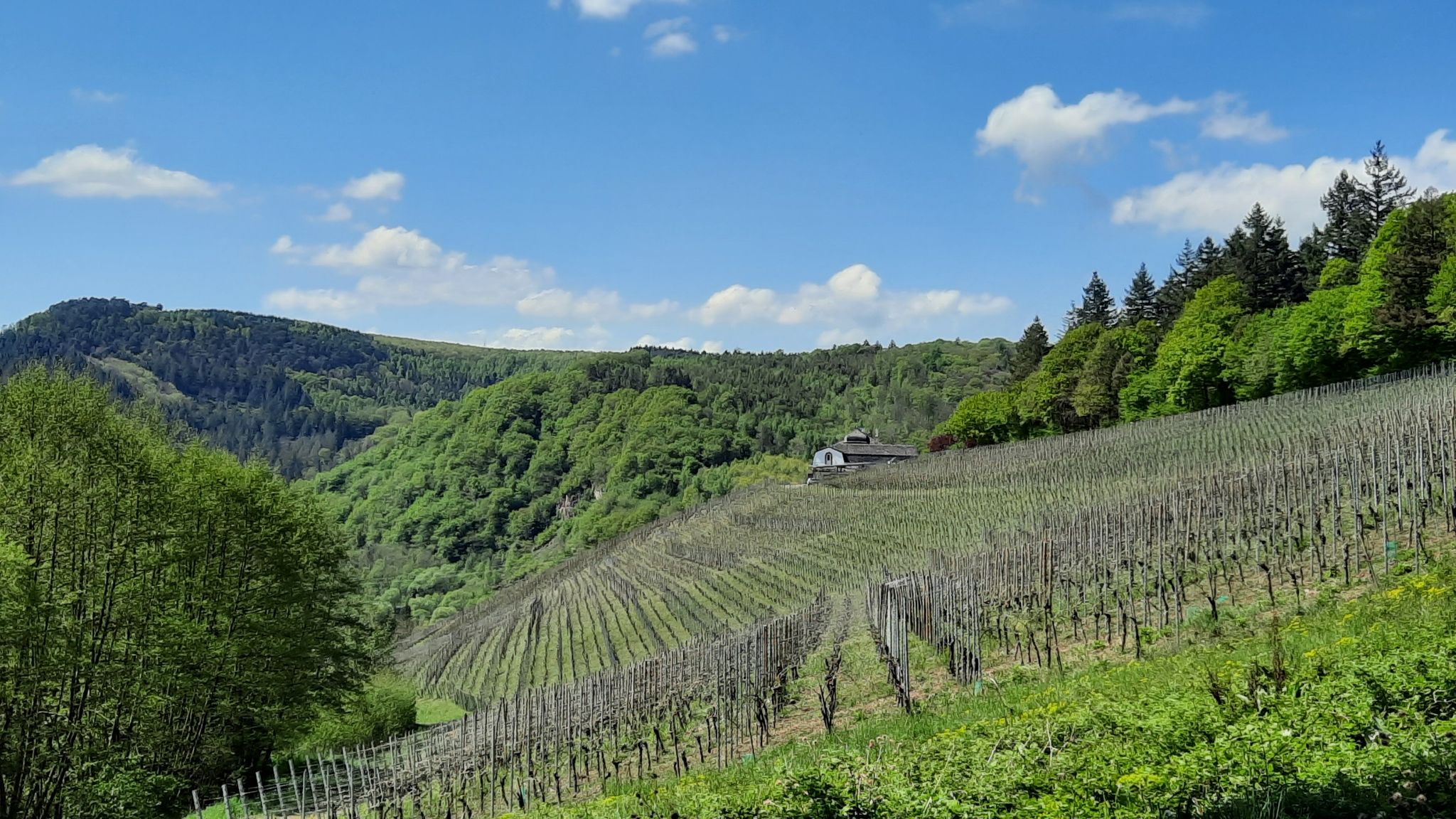 Landschaft am Weingut