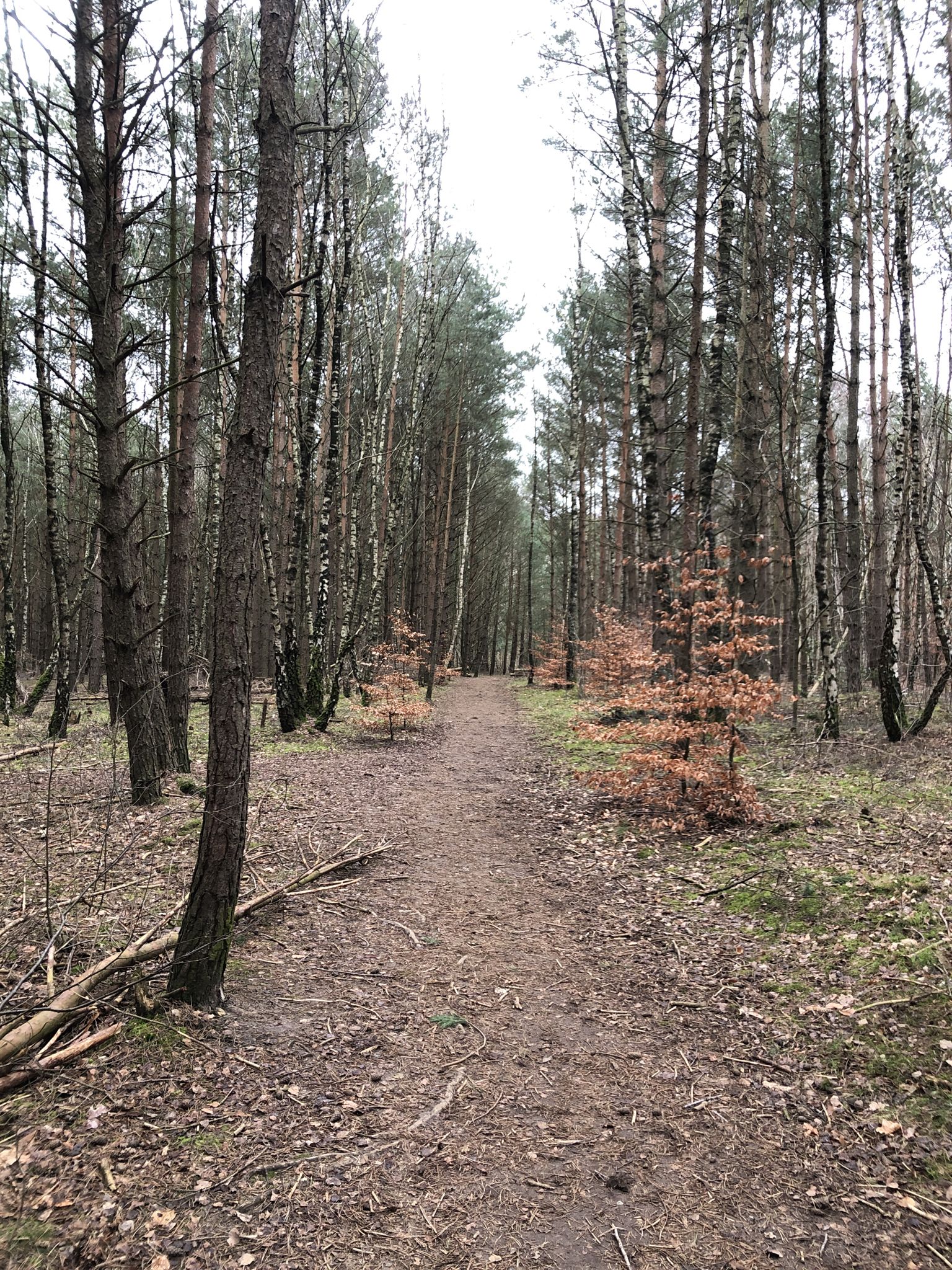 Bei der Wulmstorfer Düne