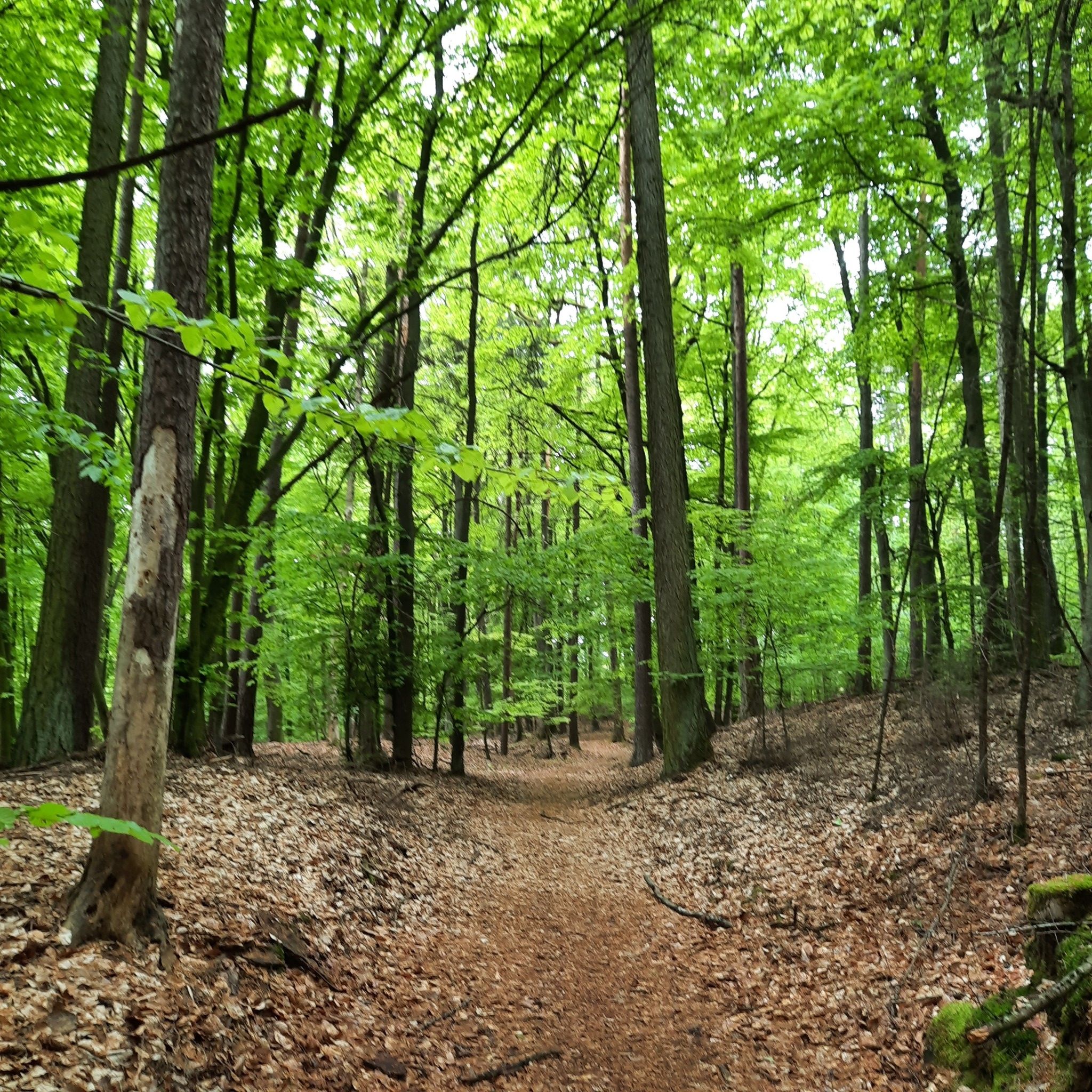 Schöne Wege durch herrliche Buchenwälder