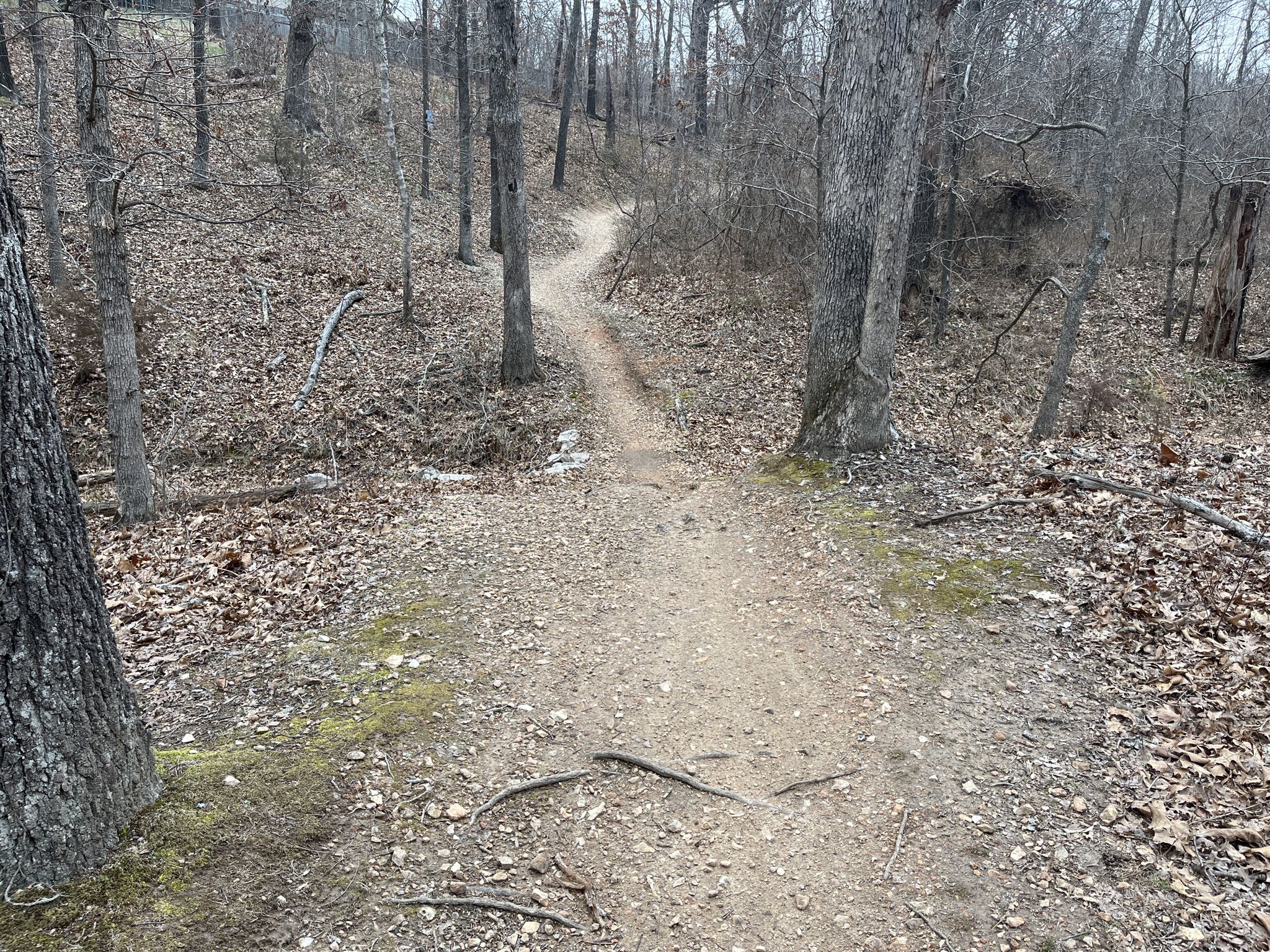 Winding dirt path through a bare winter forest, fallen leaves. - Green Bike Tower – The Gear Garden loop from Wishing Springs Trailhead