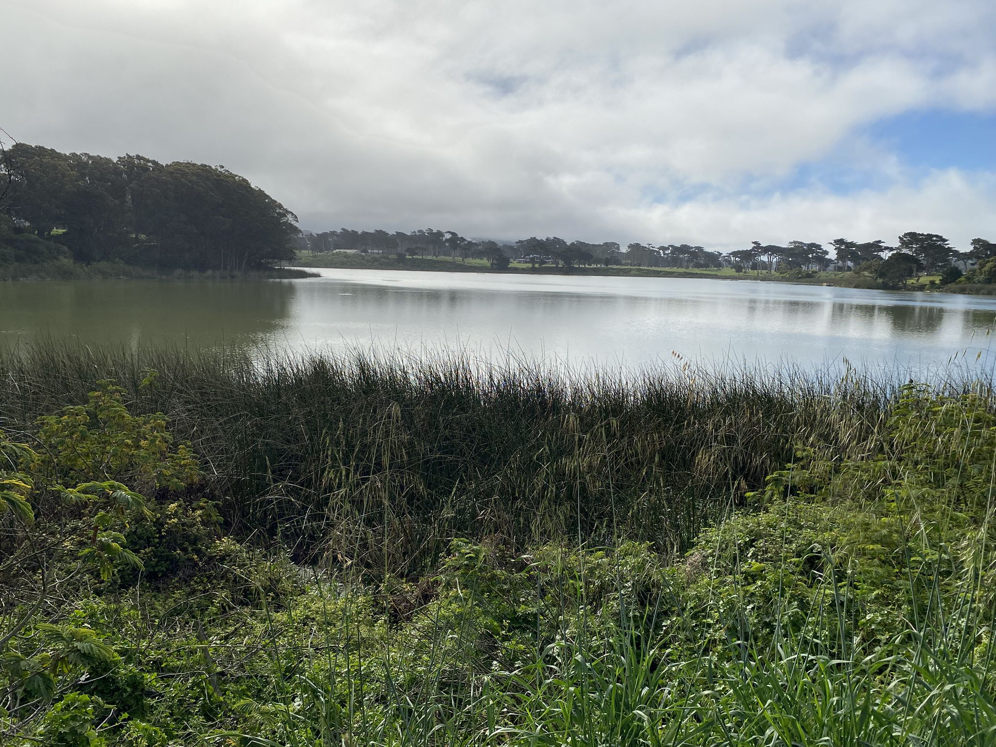 A wide lake with tall green reeds in the foreground under an overcast sky. - Bay Area Ridge Trail: Lake Merced to Stern Grove