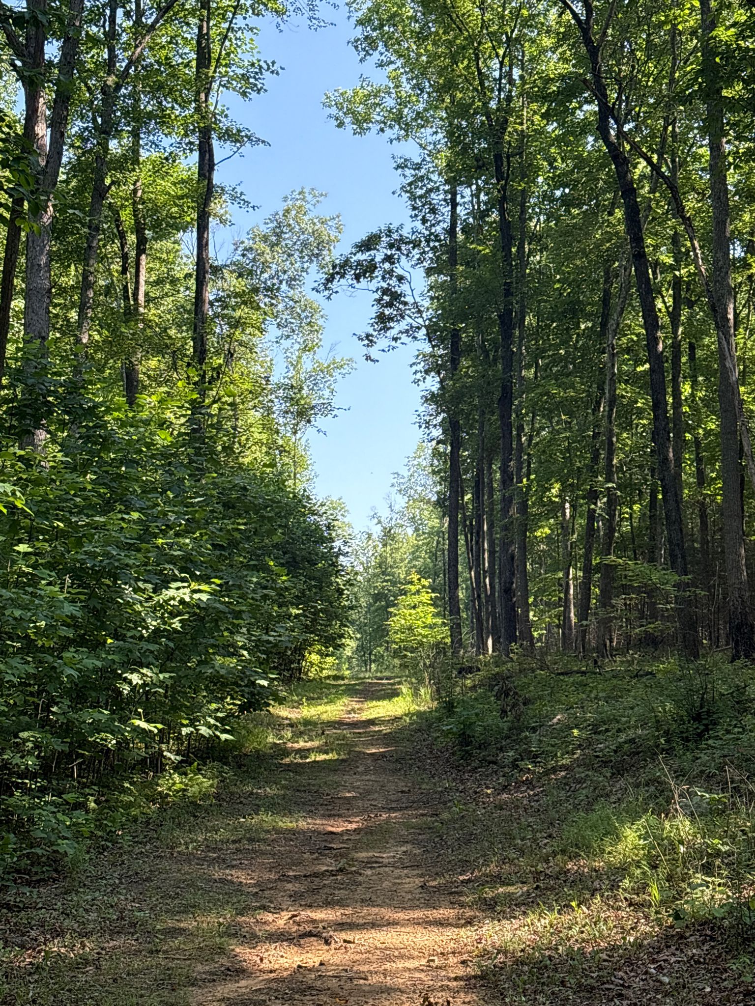 A narrow dirt trail leads into a bright, green, sun-dappled forest. - Caldwell Rim Trail