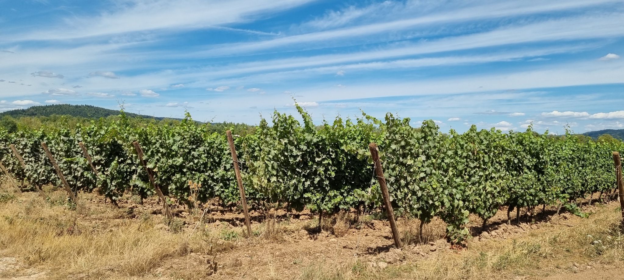 Wein