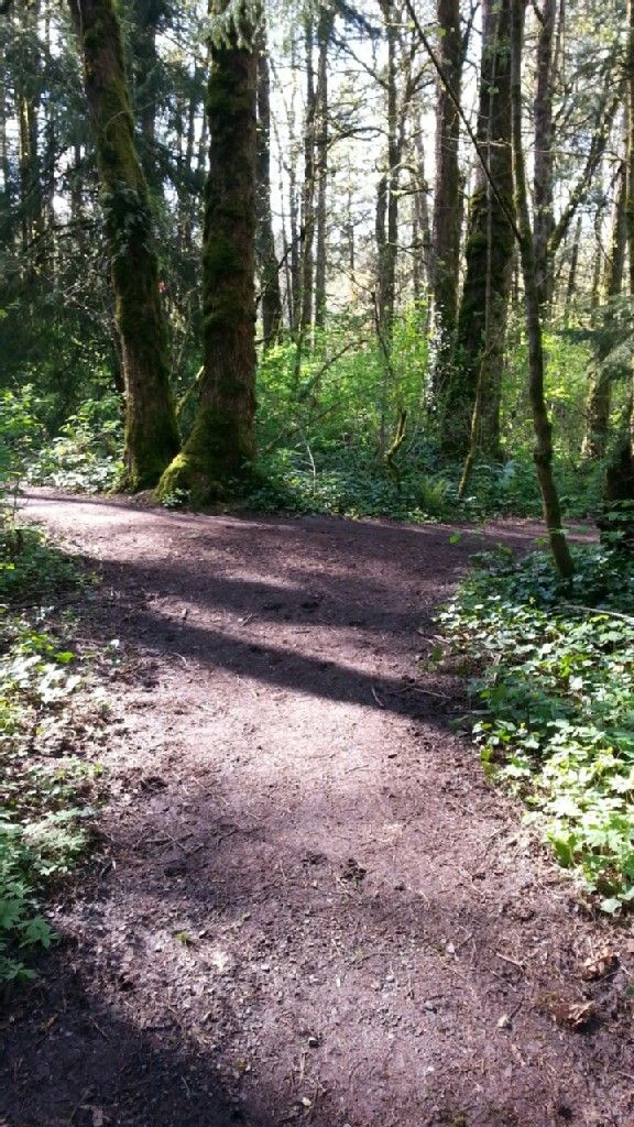 Dappled sunlight on a dirt path winding through a green forest. - Heron Creek Loop Trail