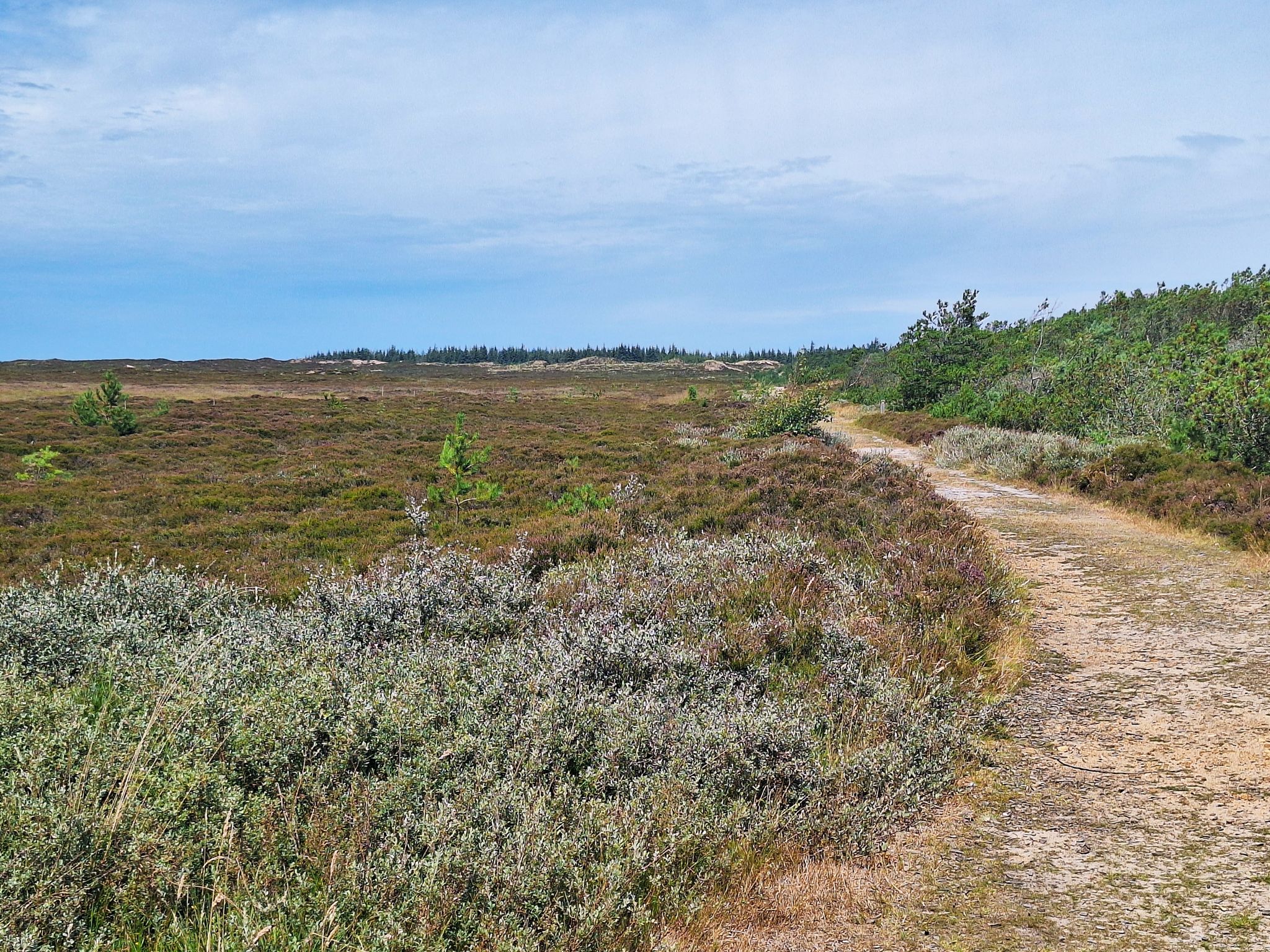 Lyngbo Heide