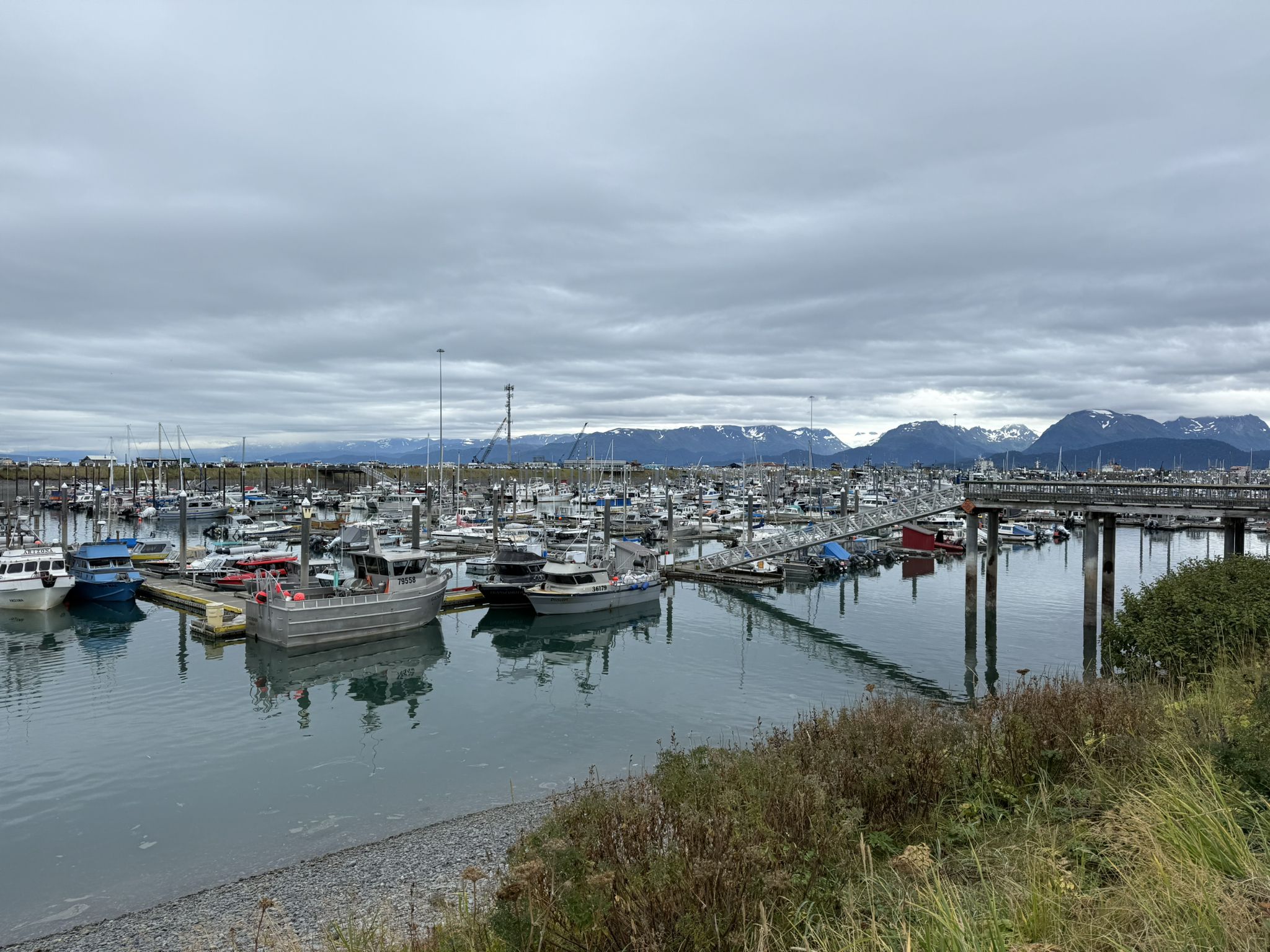 Crowded marina with many boats and distant snowy mountains under cloudy sky. - Homer Spit Harbor – Brew loop from Homer Spit