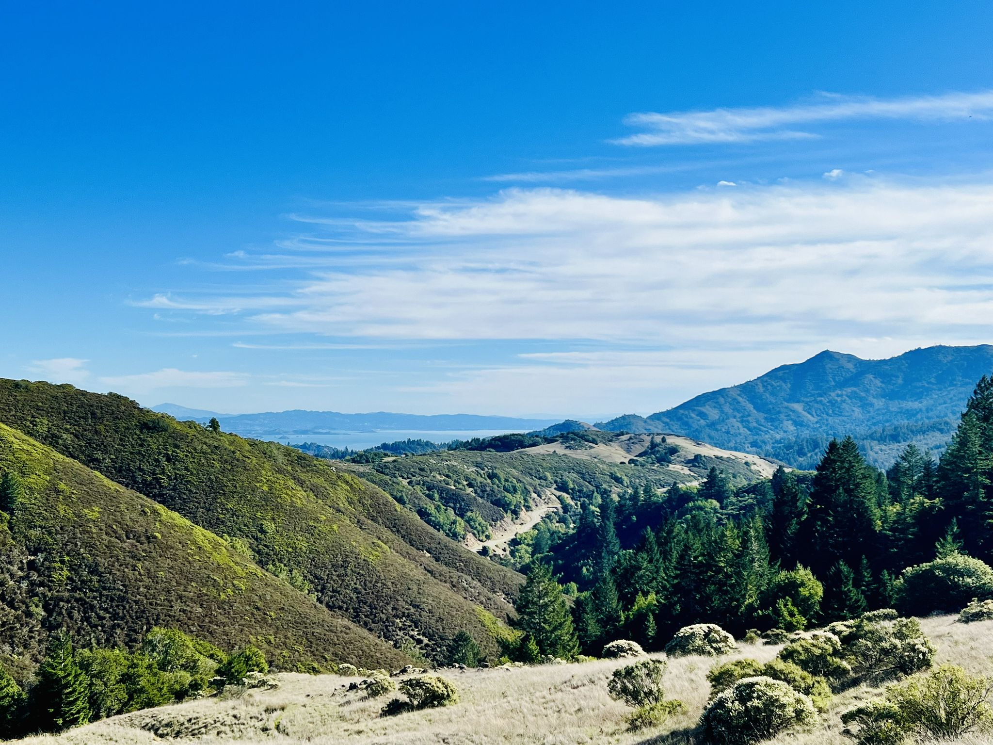 Sunny view of green and golden hills, forested valleys, and distant water. - Bolinas Ridge Trail – Gestalt Haus loop from San Rafael Downtown