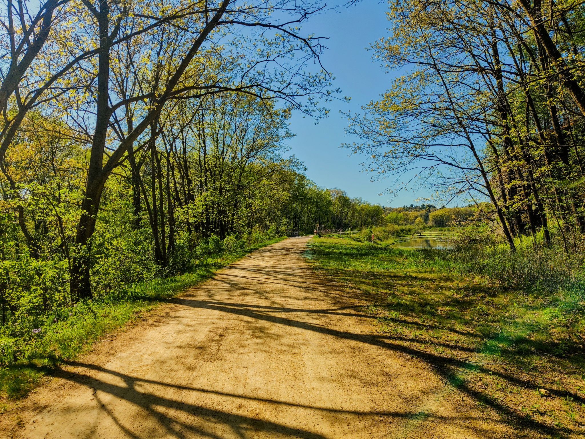 Sunny dirt path winds through a vibrant green forest and open field. - Union Center Trailside Shelter – Picnic Area loop from Elroy