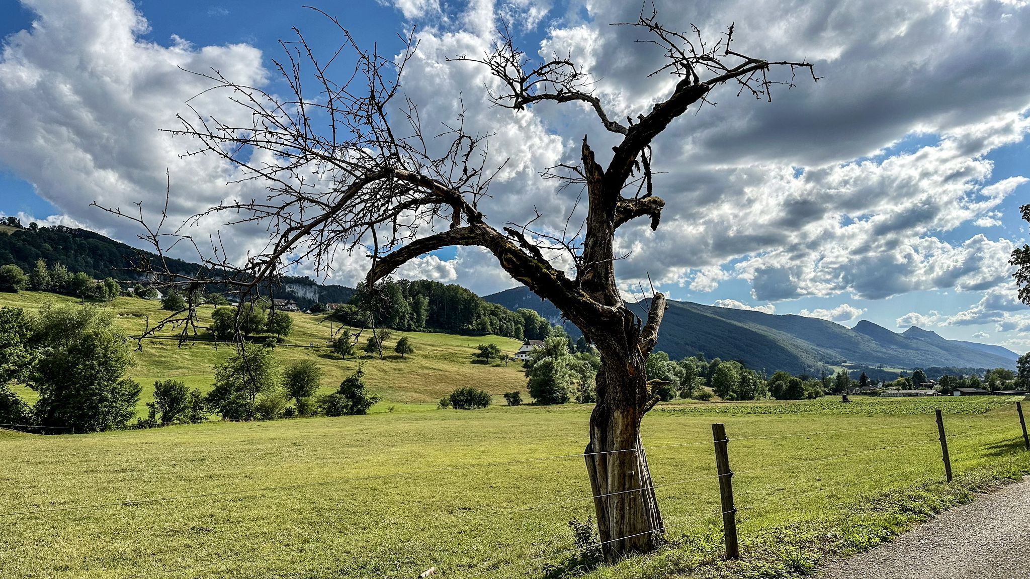...neuer Krallenbaum gefunden....