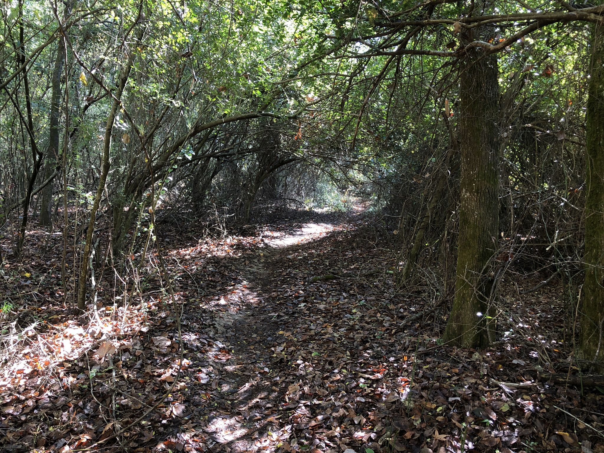 A sun-dappled, leaf-covered trail winds through a dense, green forest. - Wolf River Blue and Yellow Trail Loop