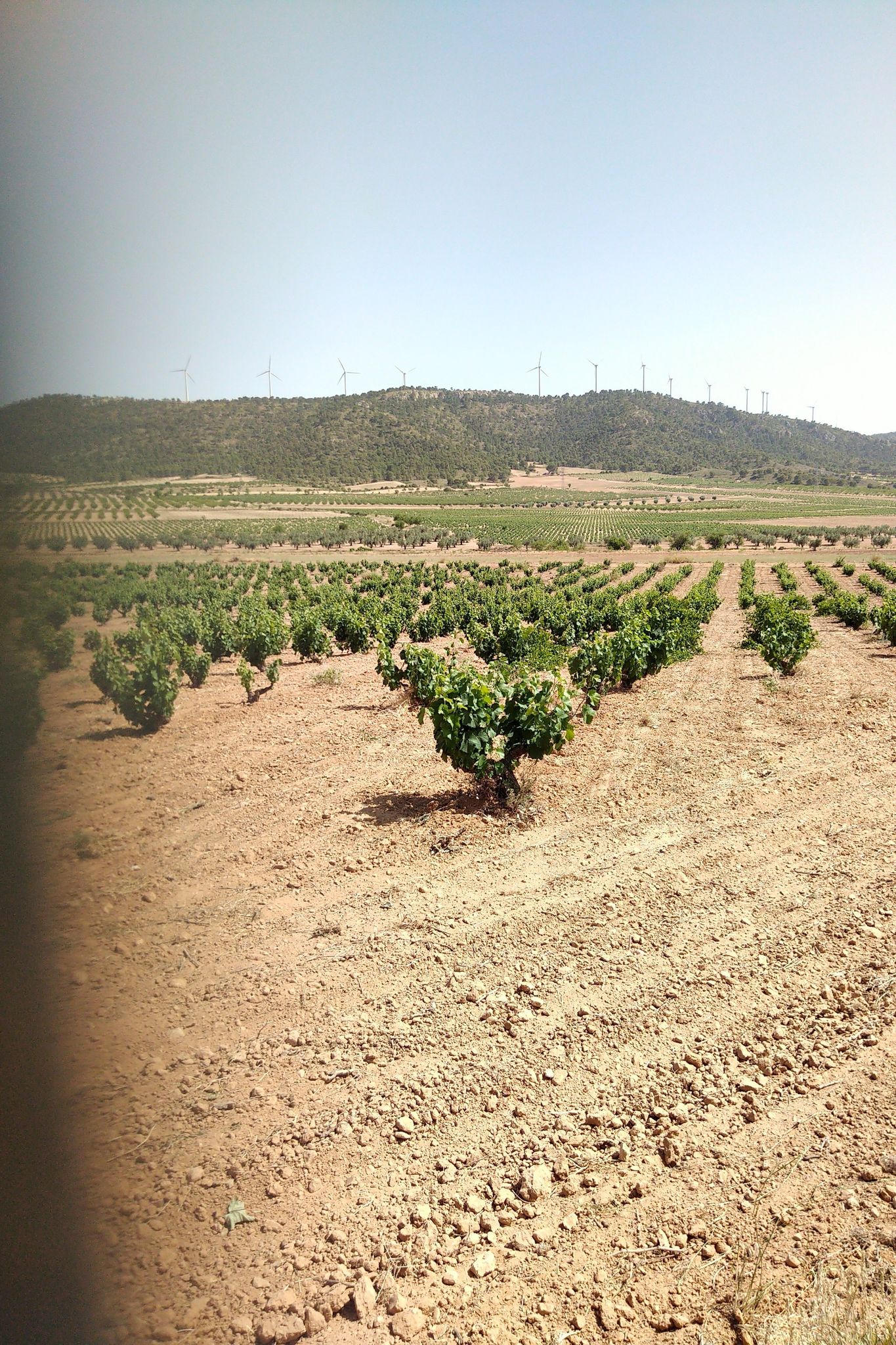 Wein, Oliven und Wind