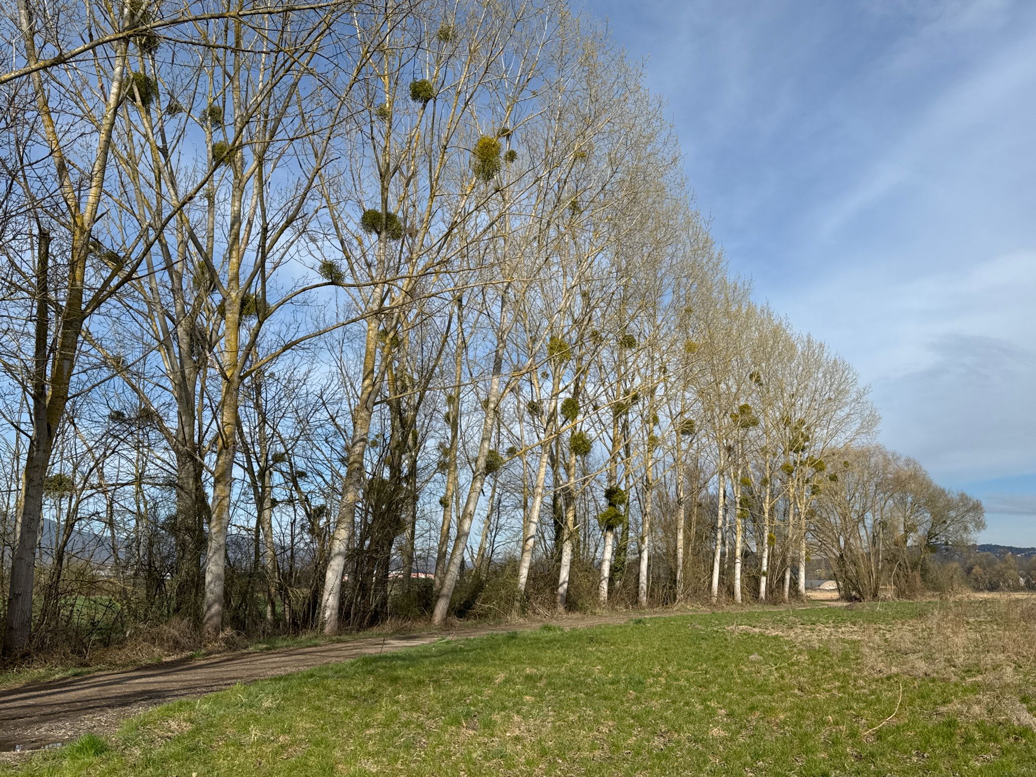 Zunächst führt der Weg entlang einer Allee mit Mistelbedeckten Bäumen