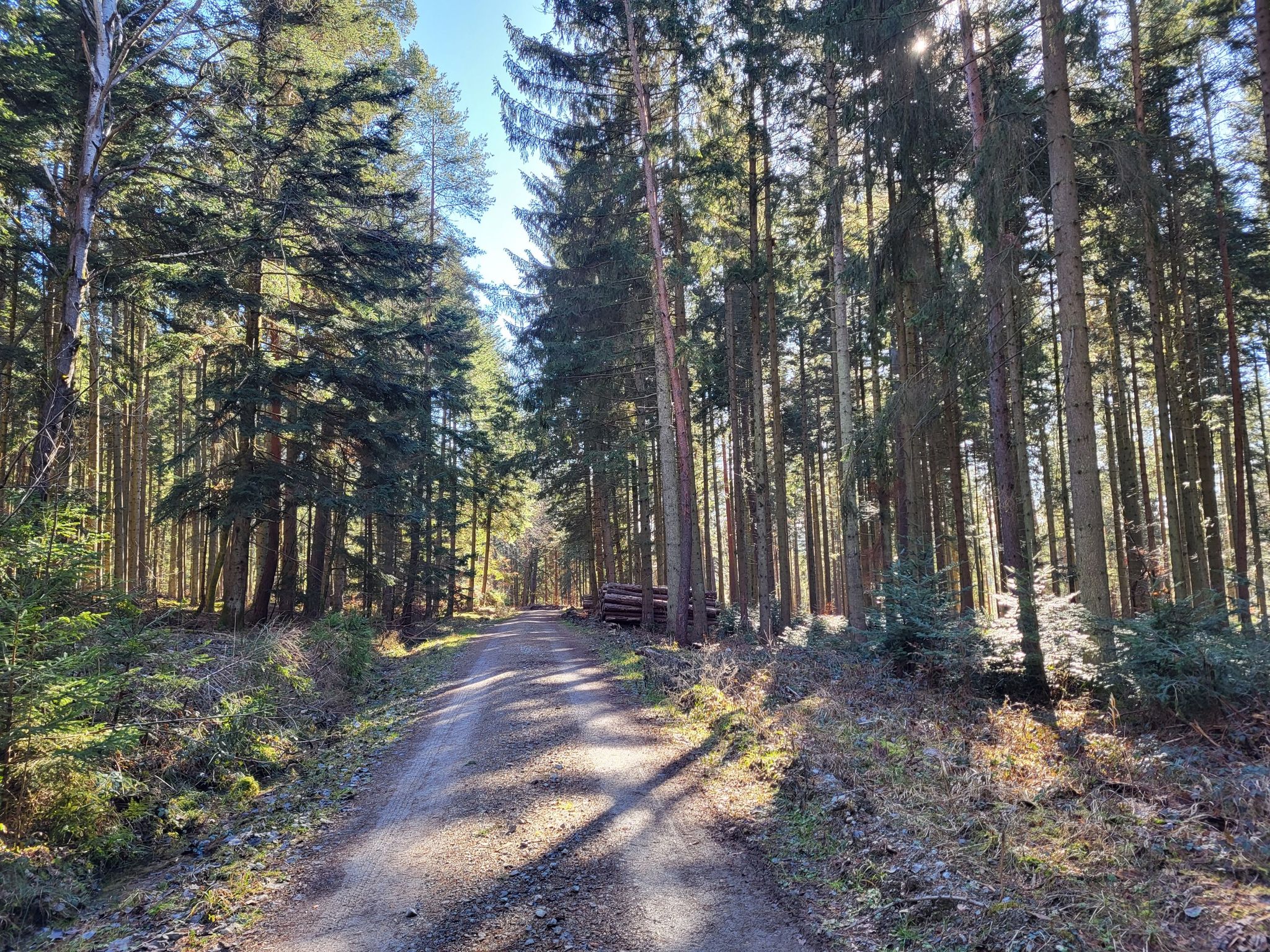 Durch den Wald Richtung Wellendingen