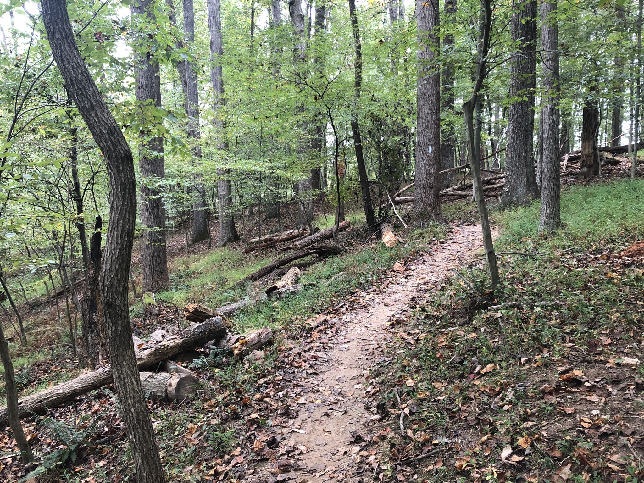 Winding dirt trail through a dense forest with fallen logs. - Muddy Branch Greenway Trail – Muddy Branch Stream Trail loop from North Potomac
